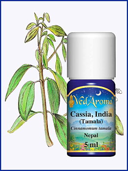 Cinnamon Cassia essential oil