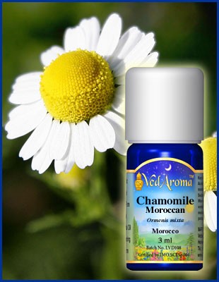 Chamomille Morocco