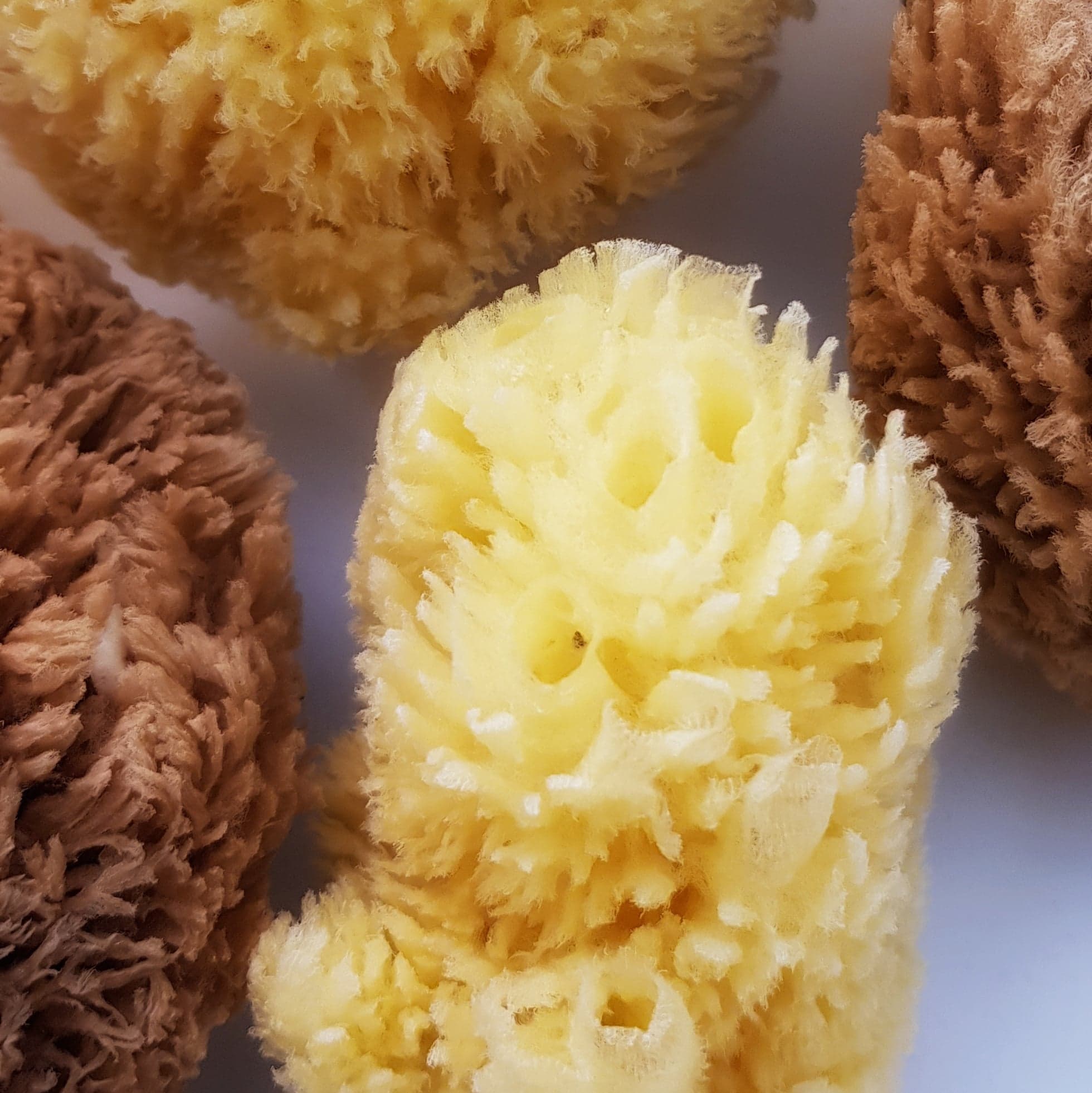 Sjögrässvamp, Natursvamp finns både oblekt och blekt, Havssvamp 7,5-19 cm - 2