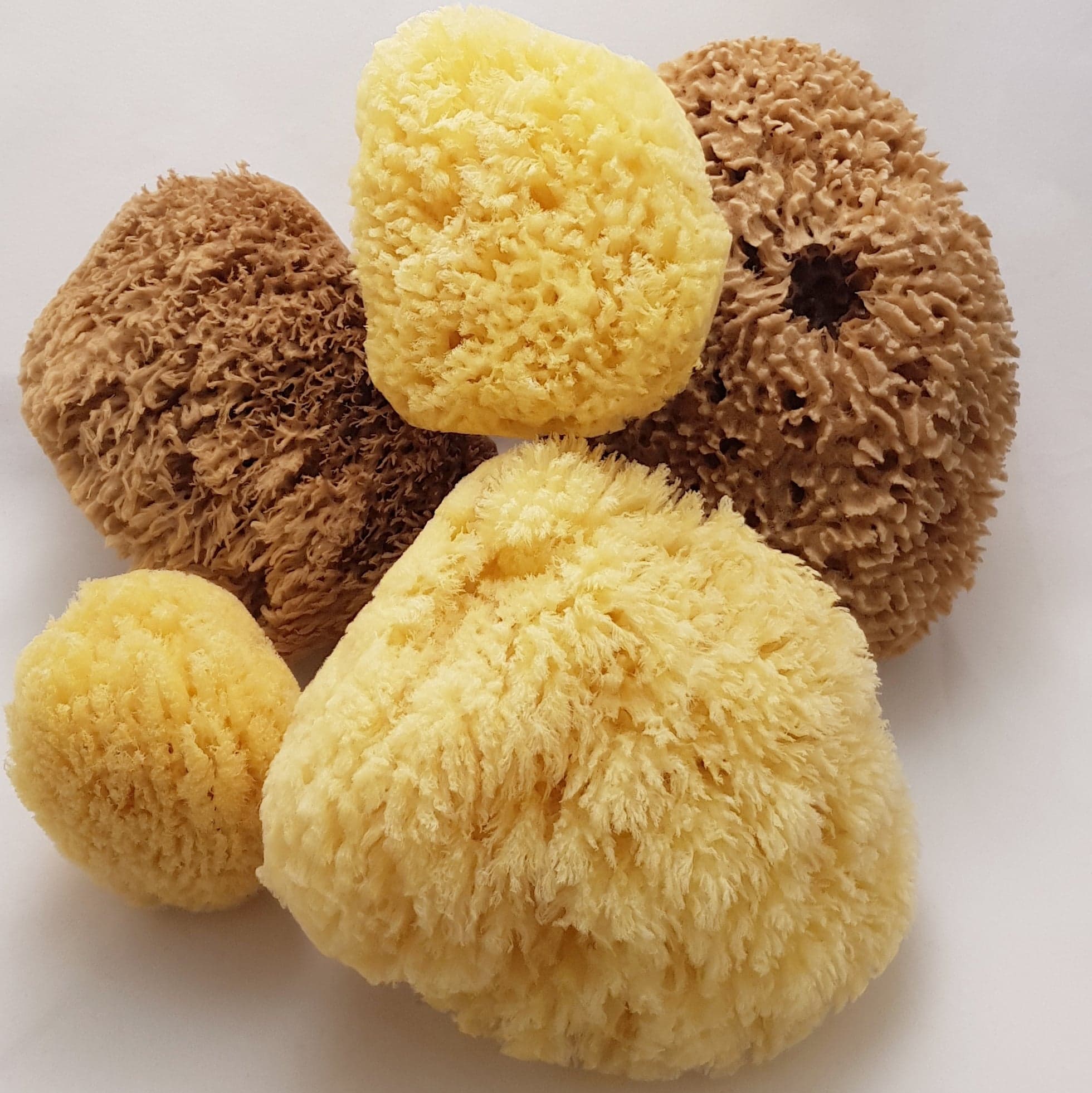 Gul Havssvamp - Yellow sponge, äkta havssvamp, från  7,5-17 cm
