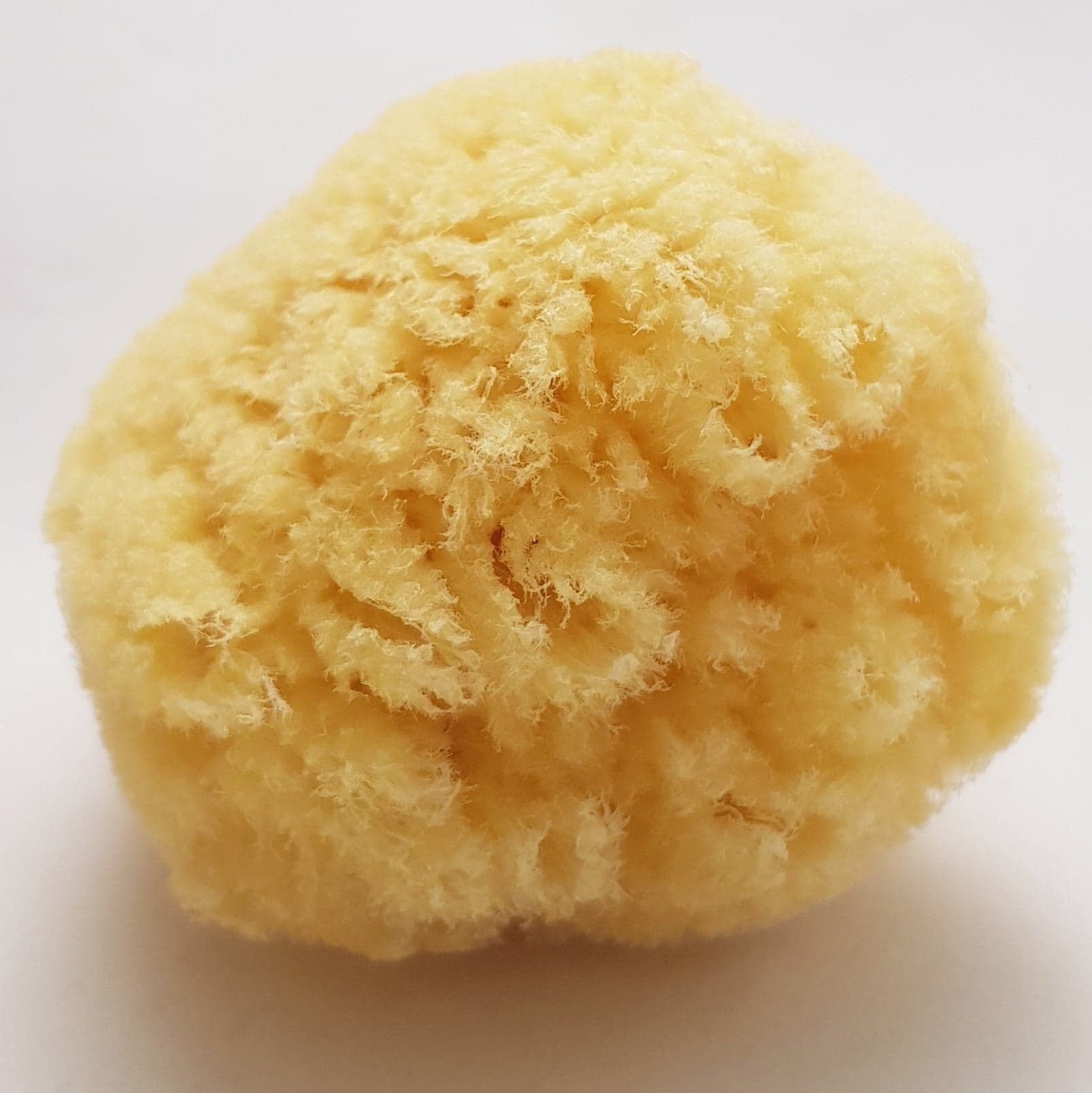 Gul Havssvamp - Yellow sponge, äkta havssvamp, från  7,5-17 cm - 2