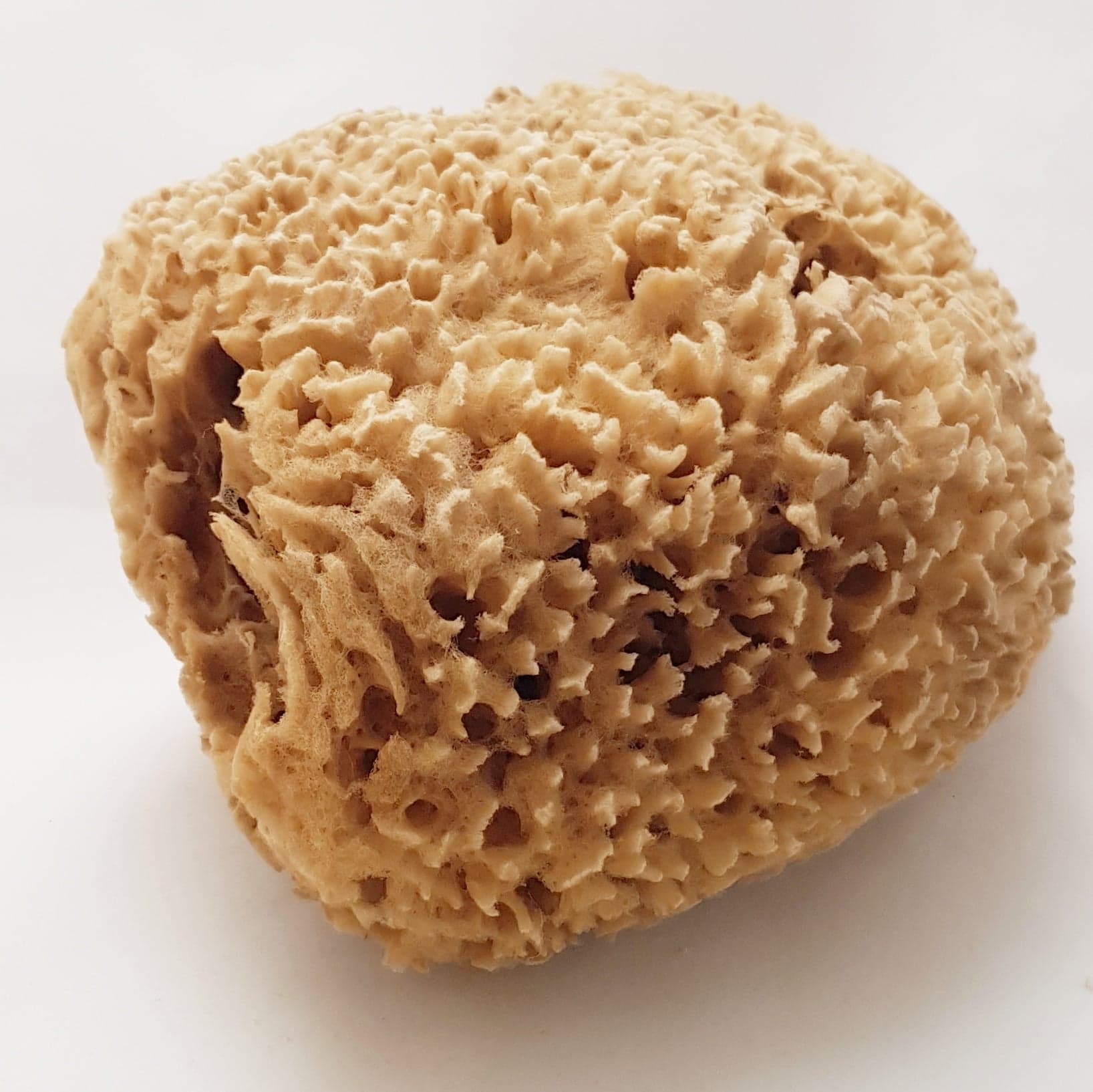 Gul Havssvamp - Yellow sponge, äkta havssvamp, från  7,5-17 cm - 3