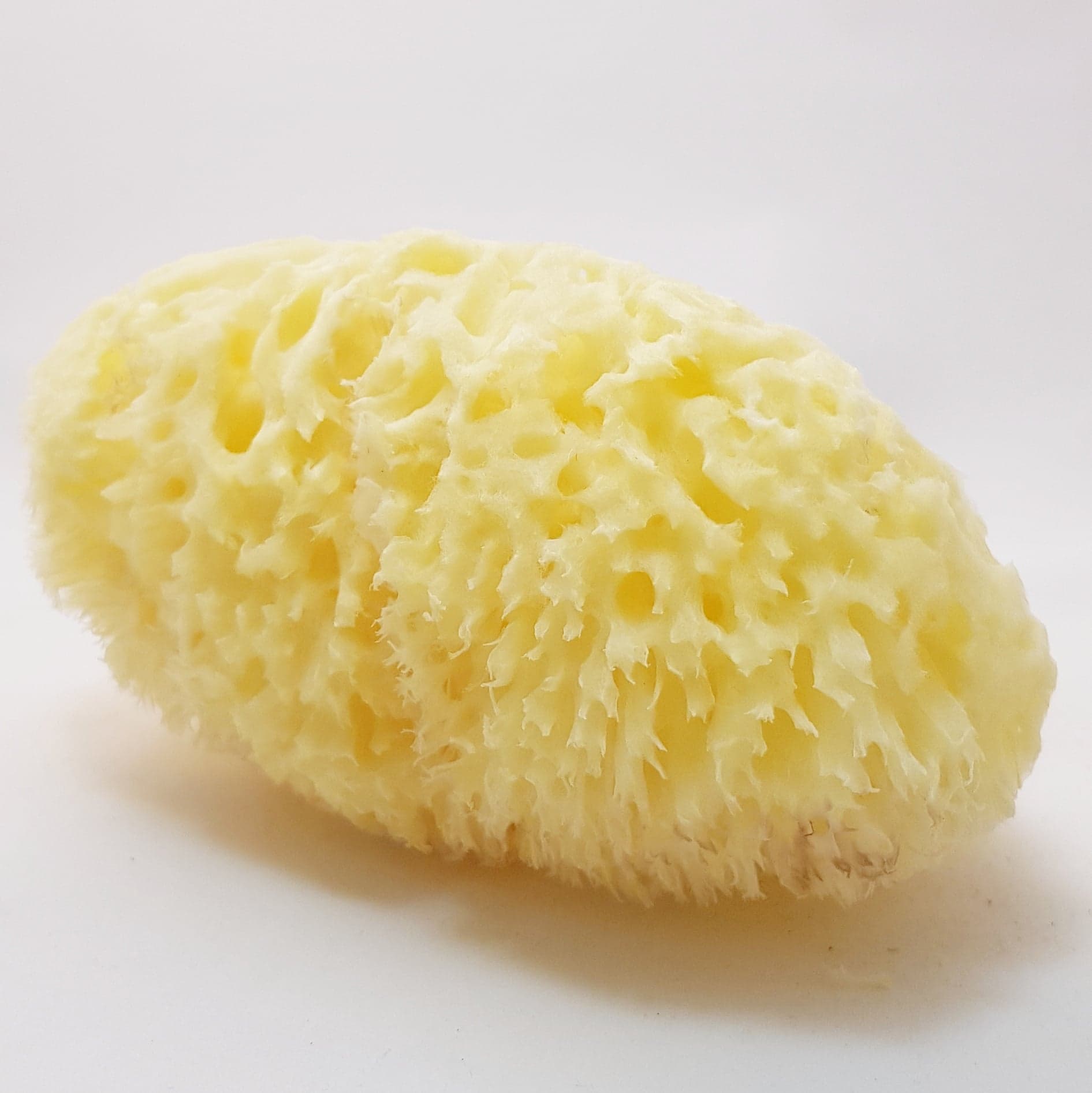 Badsvampen Honeycomb,  Havssvamparnas konung,  många storlekar, 9-17 cm - 3