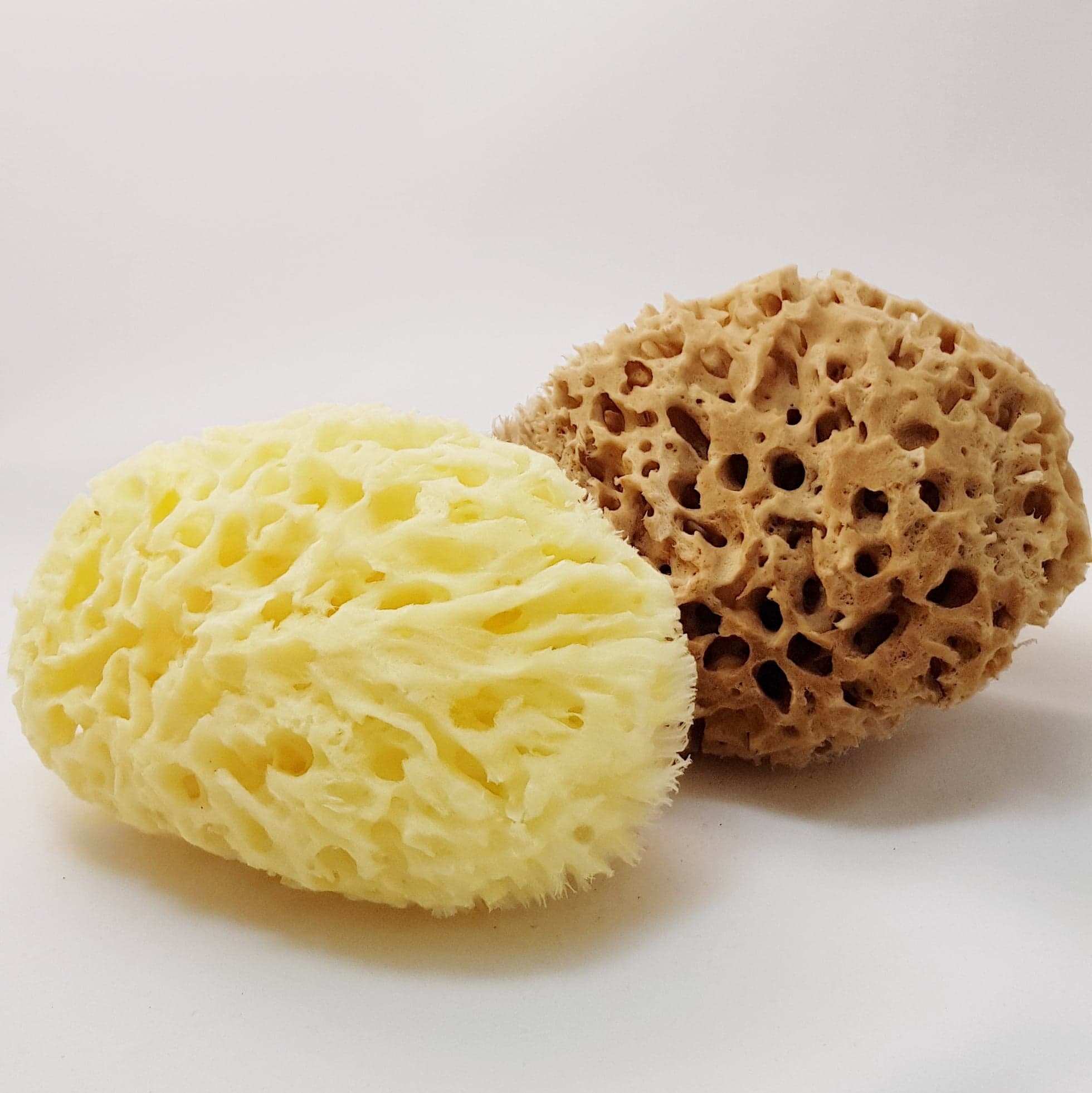 Badsvampen Honeycomb,  Havssvamparnas konung,  många storlekar, 9-17 cm