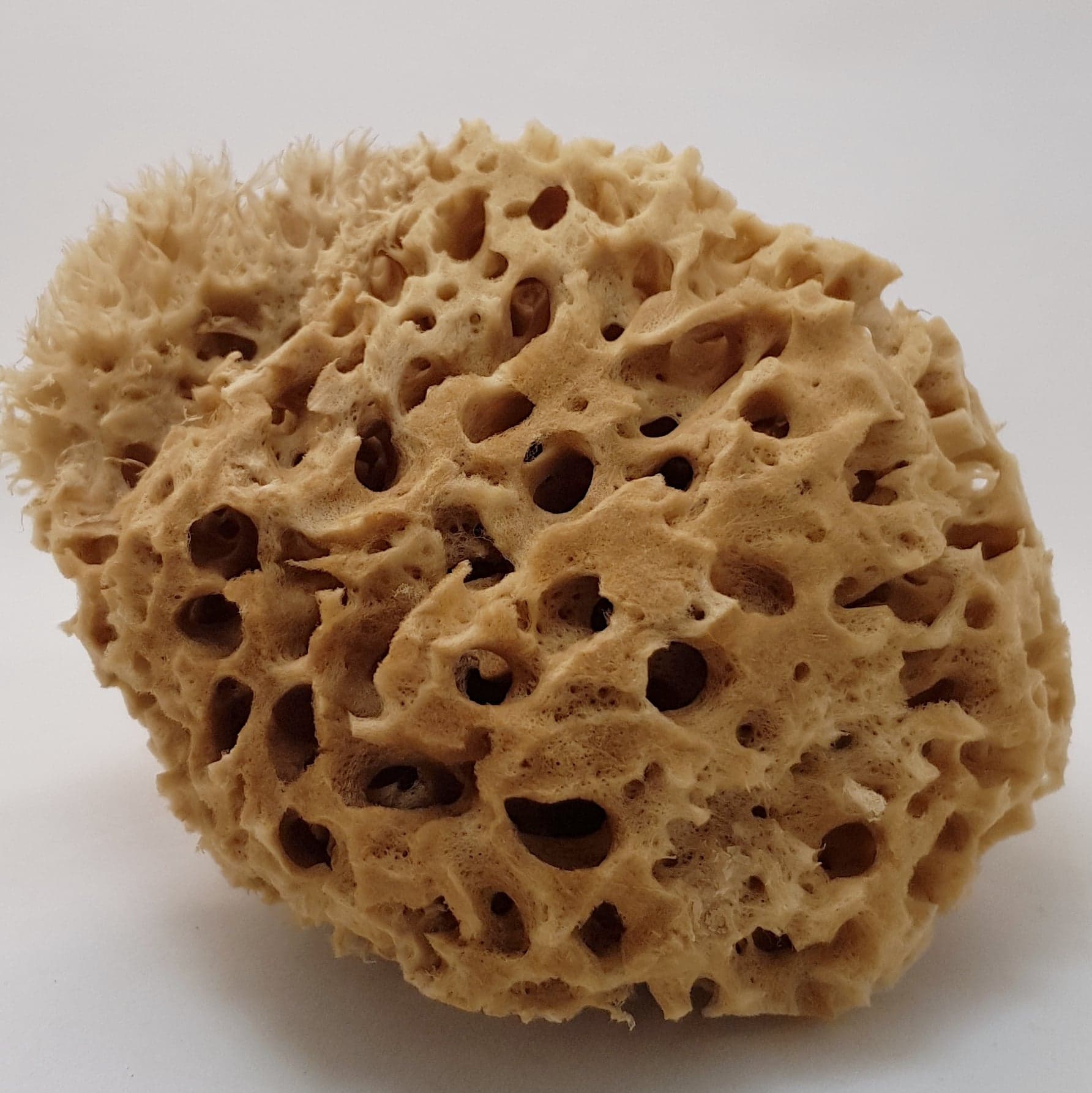 Badsvampen Honeycomb,  Havssvamparnas konung,  många storlekar, 9-17 cm - 2