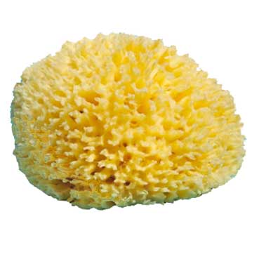 Badsvampen Honeycomb,  Havssvamparnas konung,  många storlekar, 9-17 cm - 5