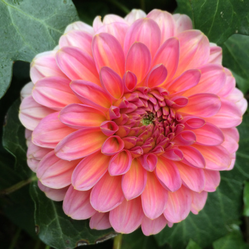Dahlia knöl Pink Runner "Dekorativ Småblommande" 
