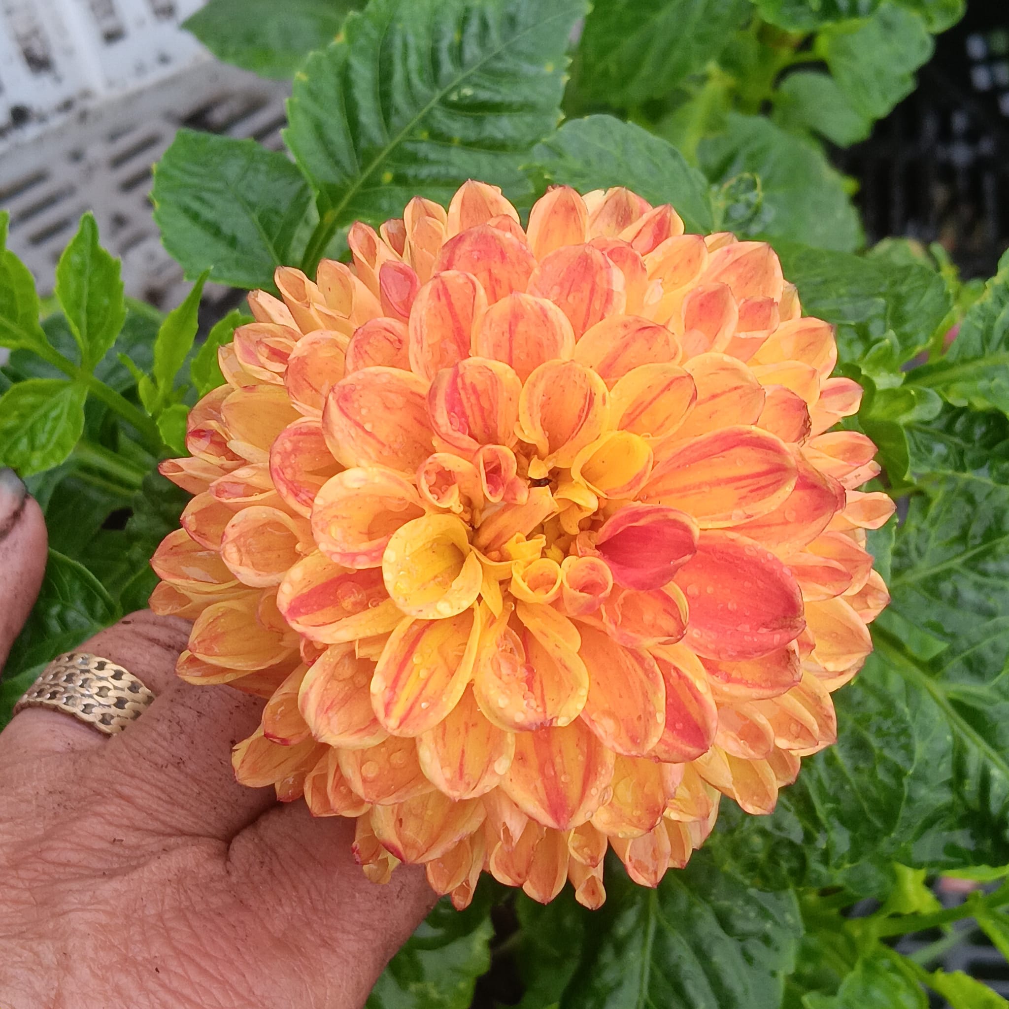 Dahlia Chicken legs Hapet Blaze  Boll  ""  - 4