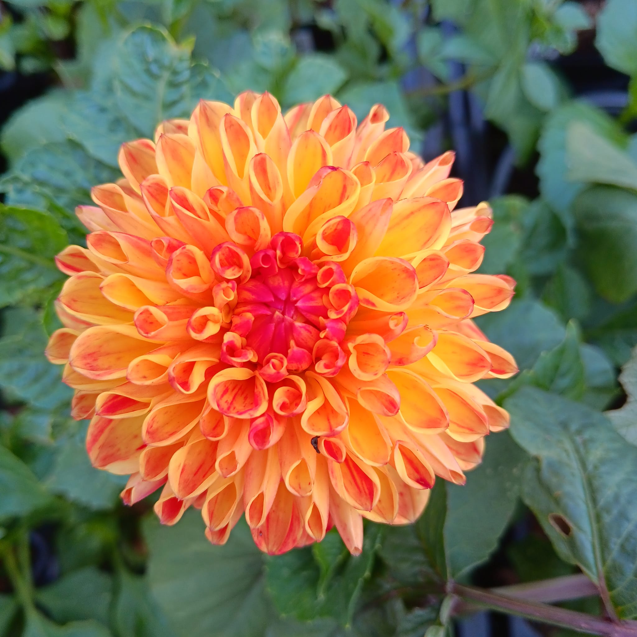 Dahlia Chicken legs Hapet Blaze  Boll  ""  - 2