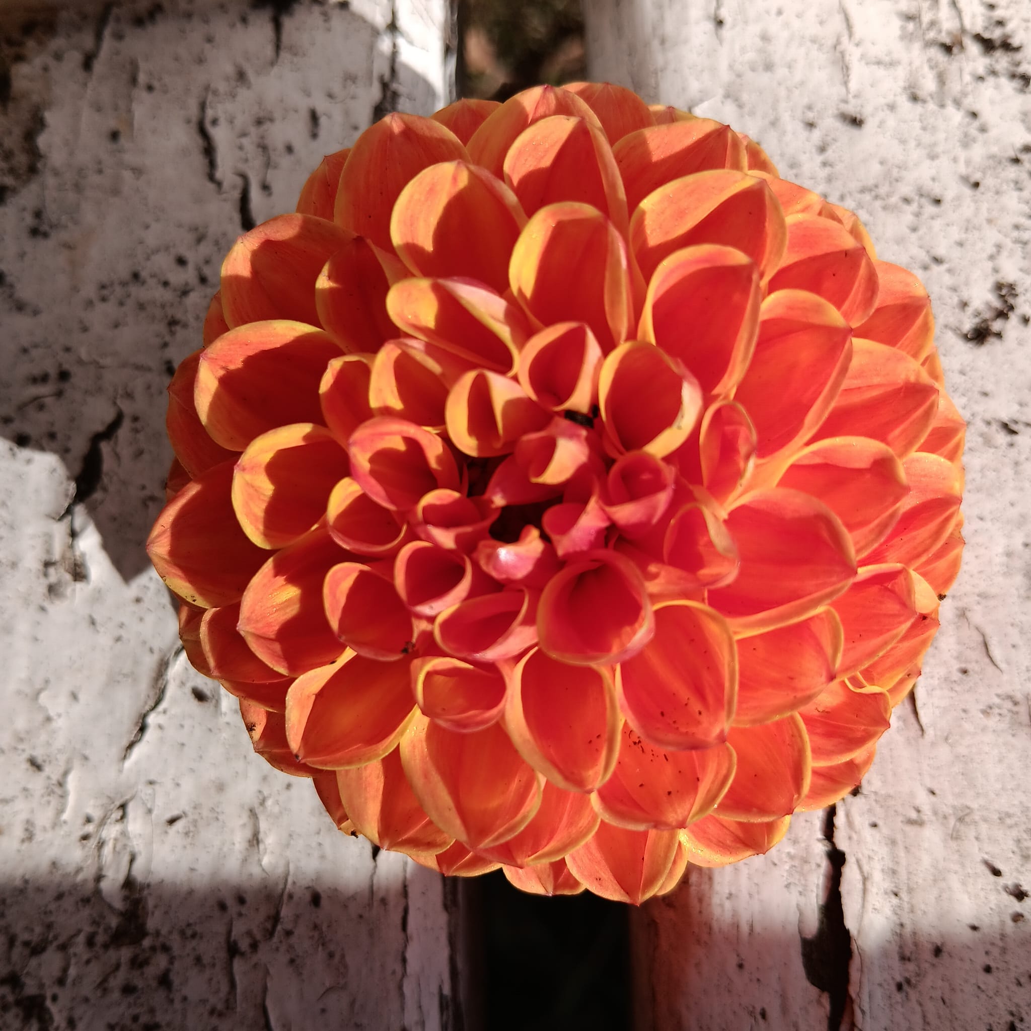Dahlia Chicken legs Hapet Blaze  Boll  ""  - 3