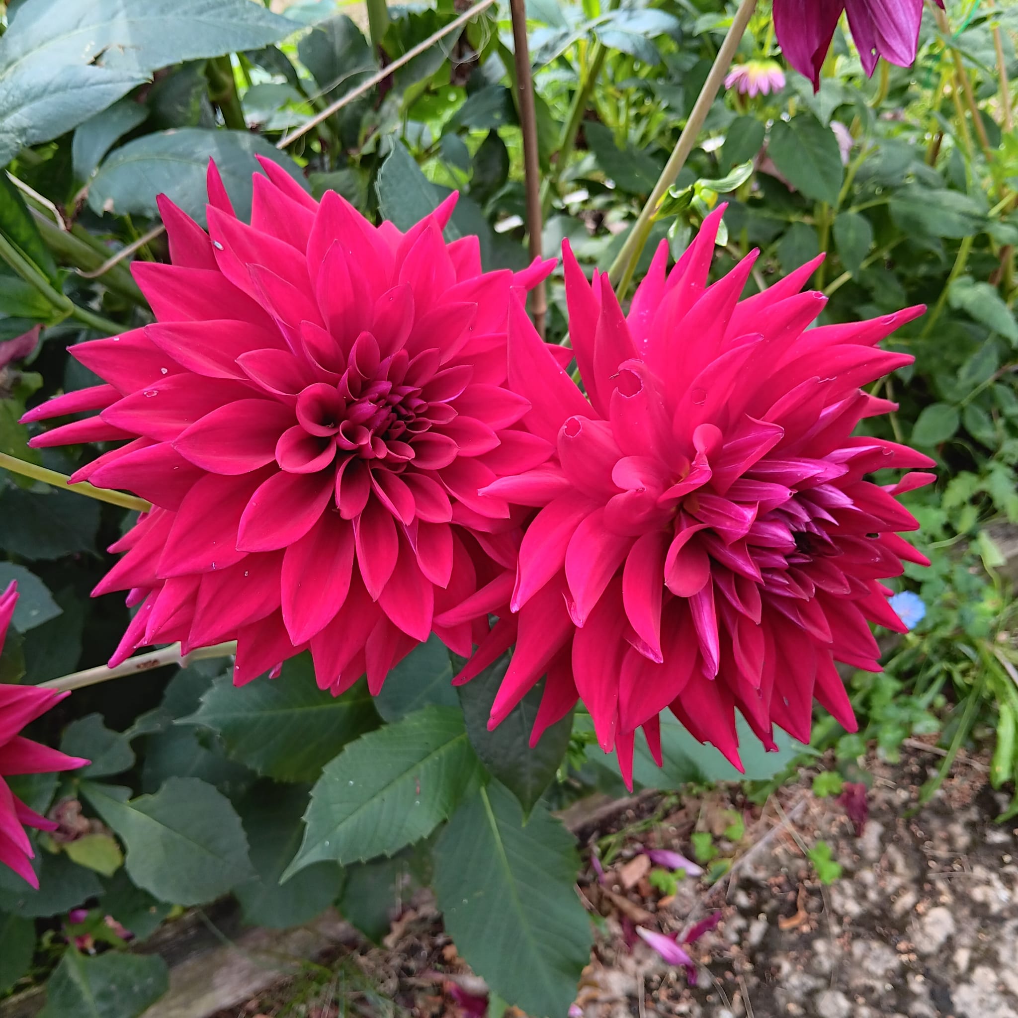 Dahlia Chicken Legs  Hapet Emperor  - 2