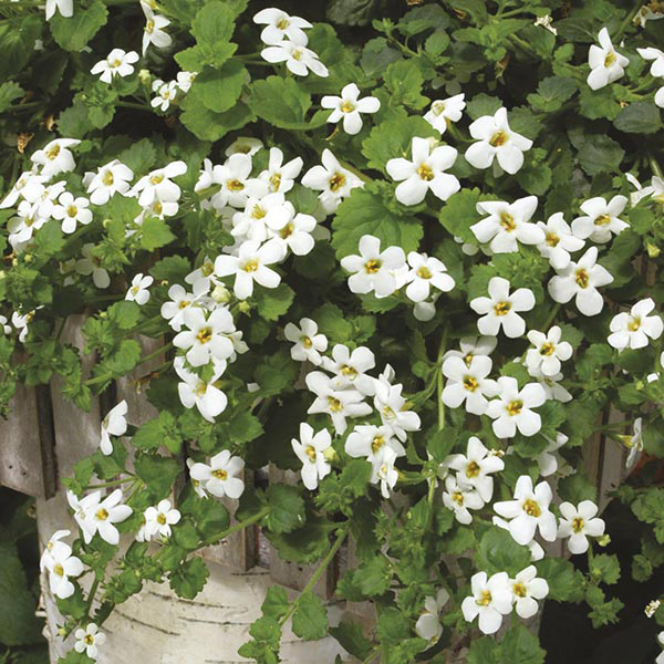Bacopa F1  "Snowtopia" vit F1 5 pellets - 2