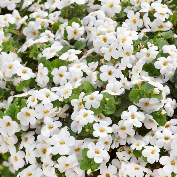 Bacopa F1  "Snowtopia" vit F1 5 pellets