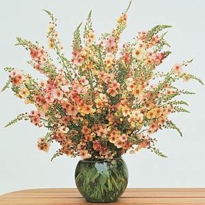 Kungsljus Southern charm, F1 5 multipellets