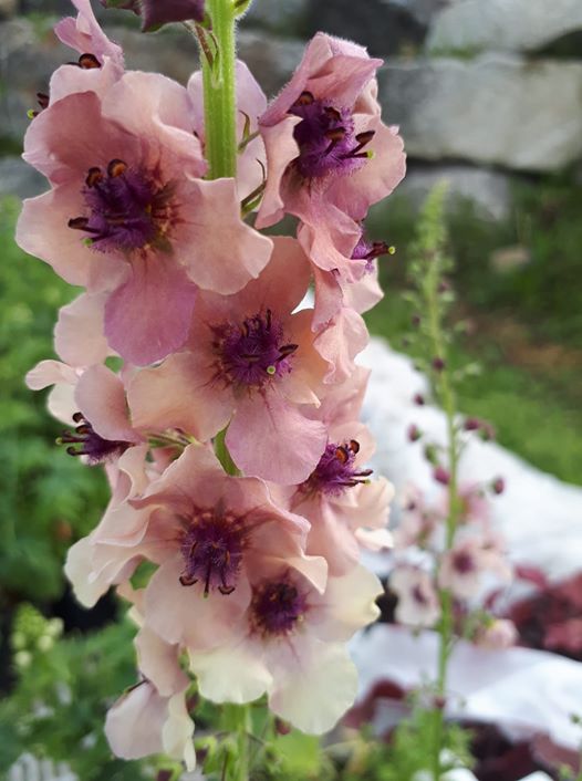 Kungsljus Southern charm, F1 5 multipellets - 2