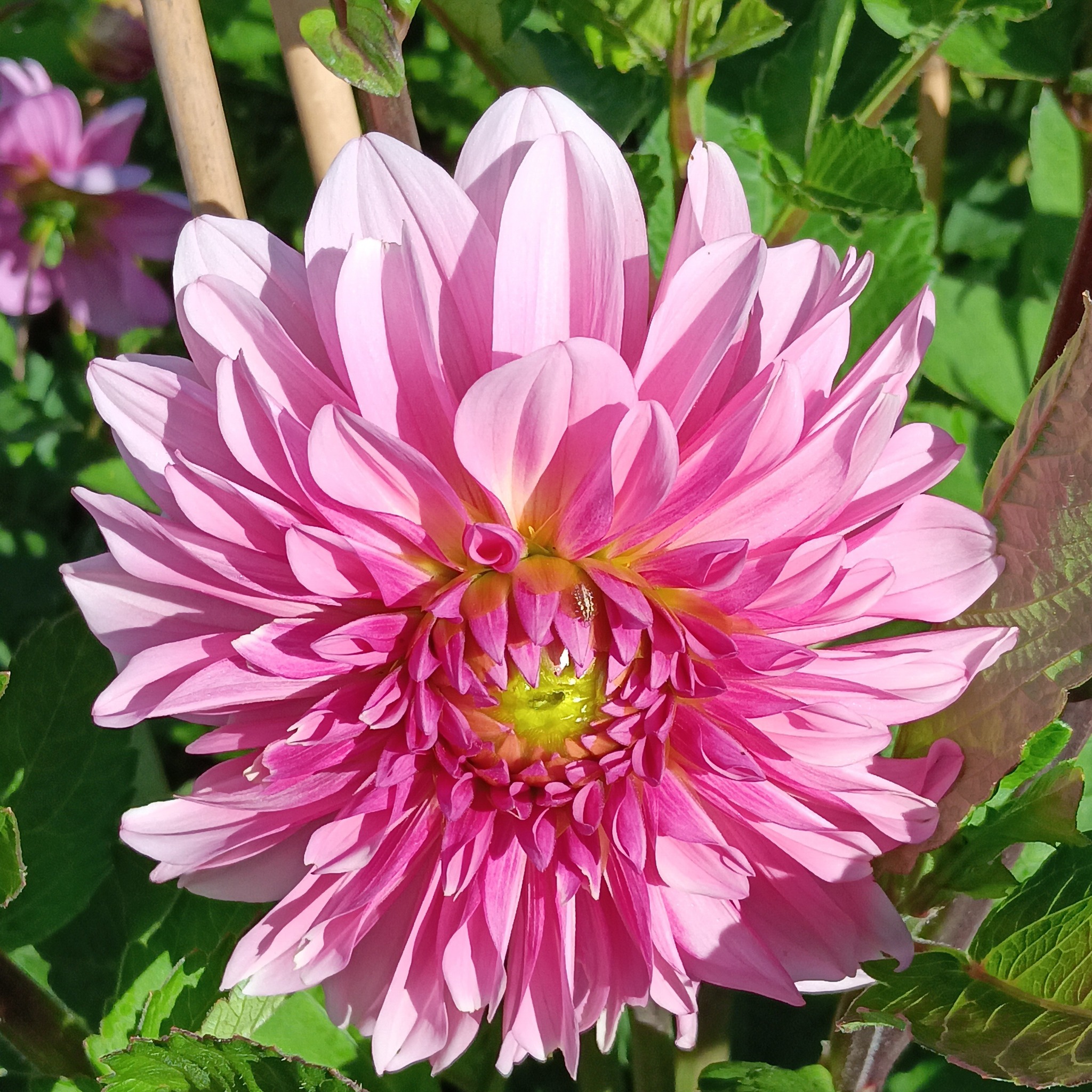 Sfp 15 Dahlia fröling
