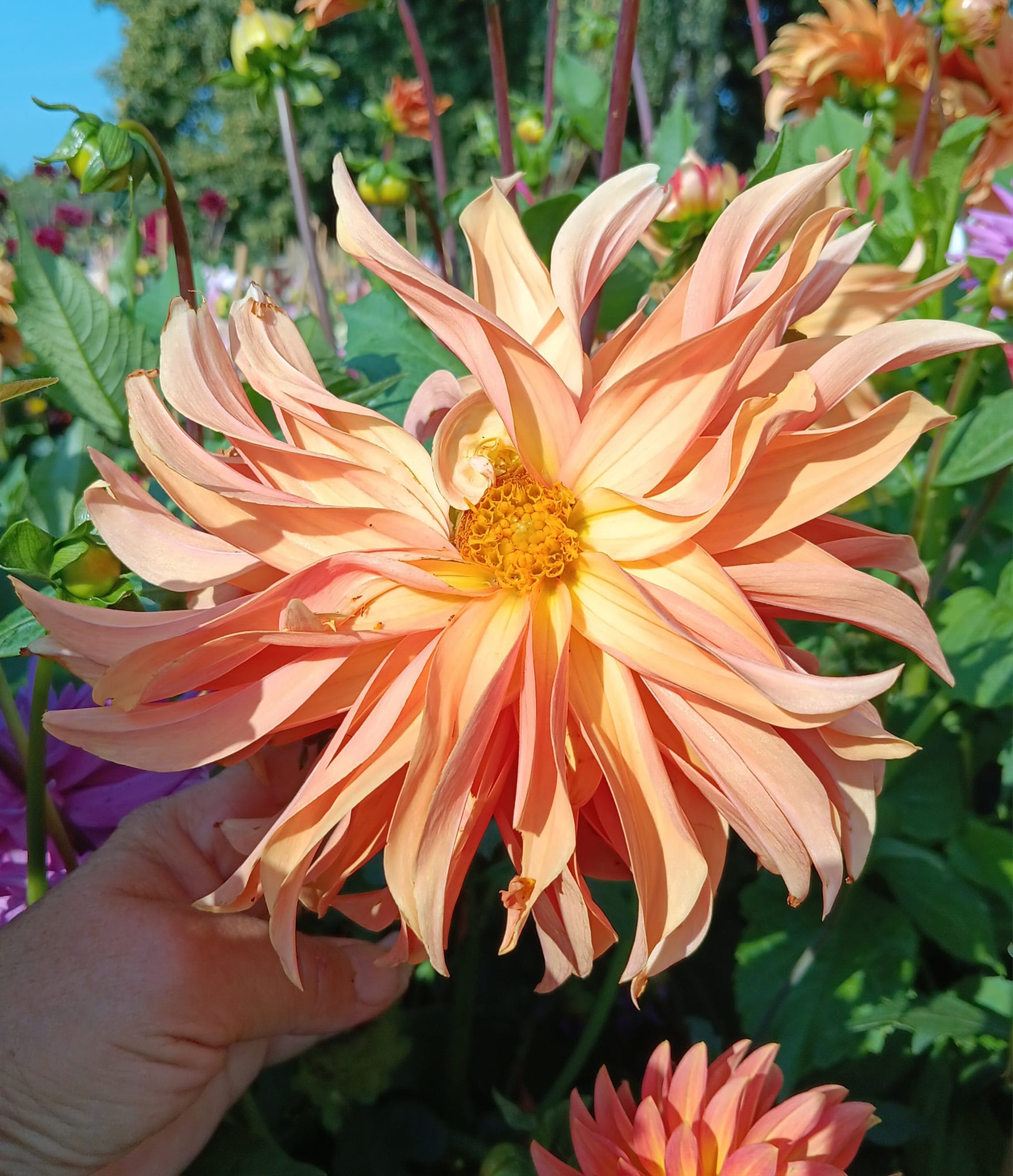 Dahlia Hapet Esmeralda chickenlegs - 4