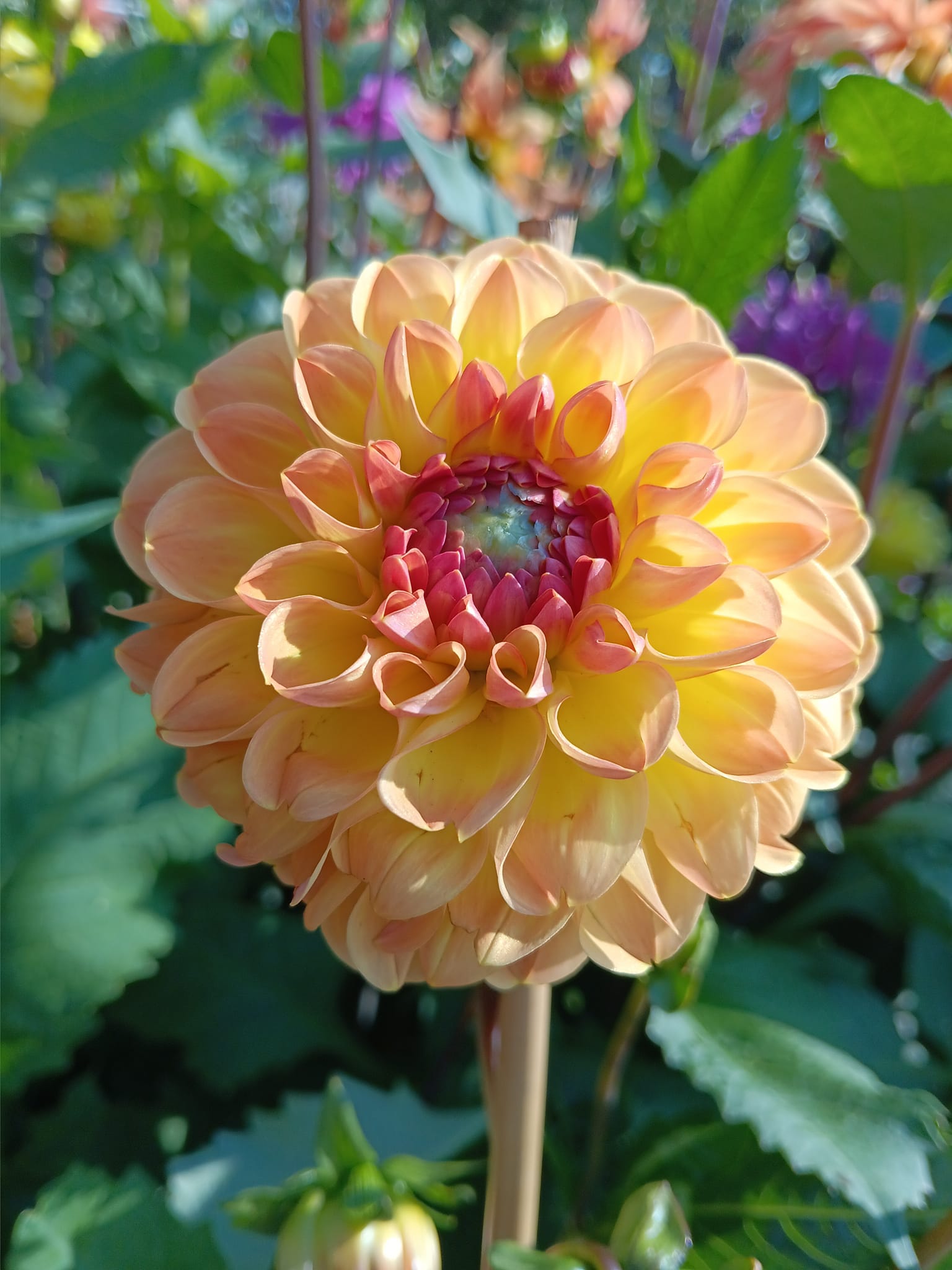 Dahlia Chicken Legs Hapet Delight - 4