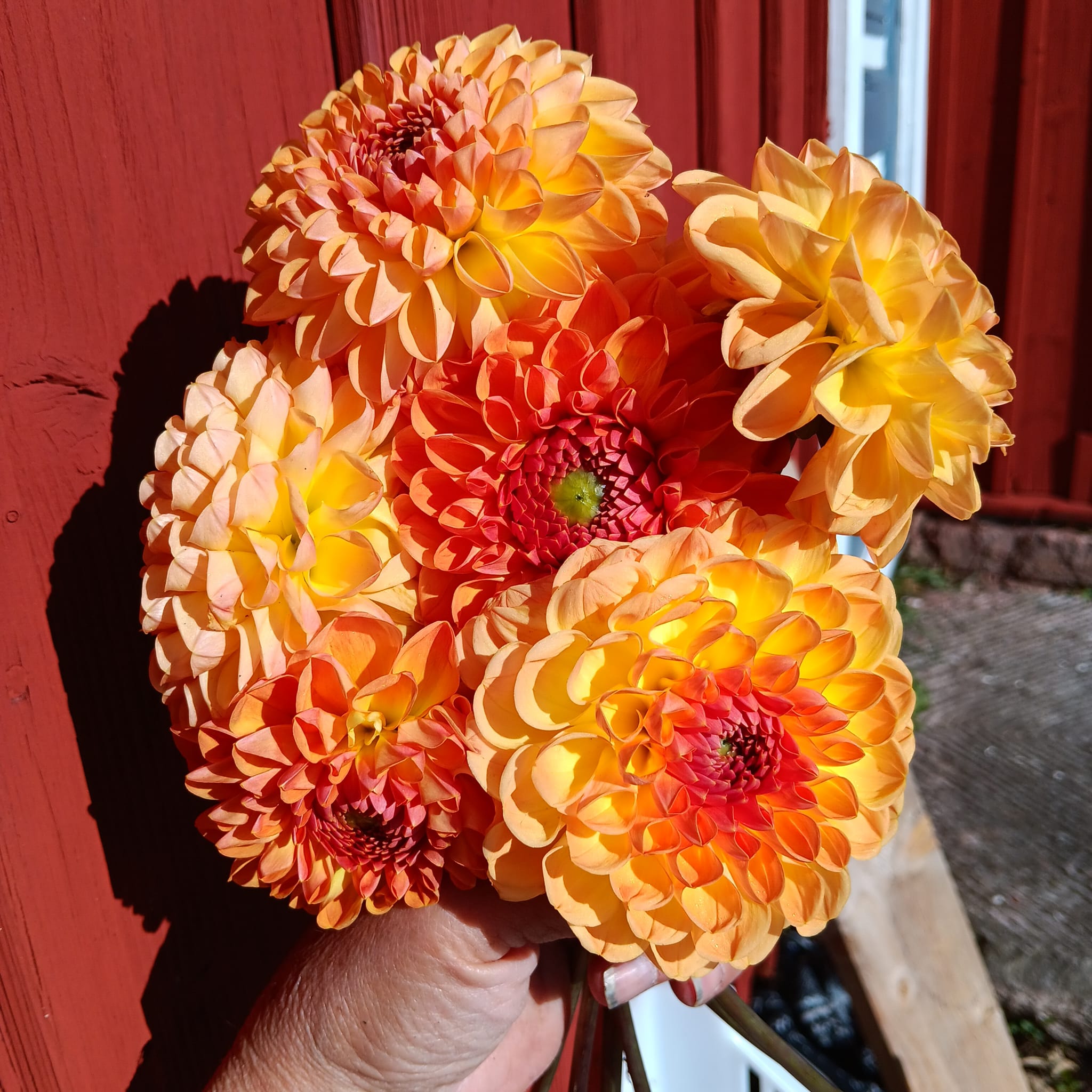 Dahlia Chicken Legs Hapet Delight - 2