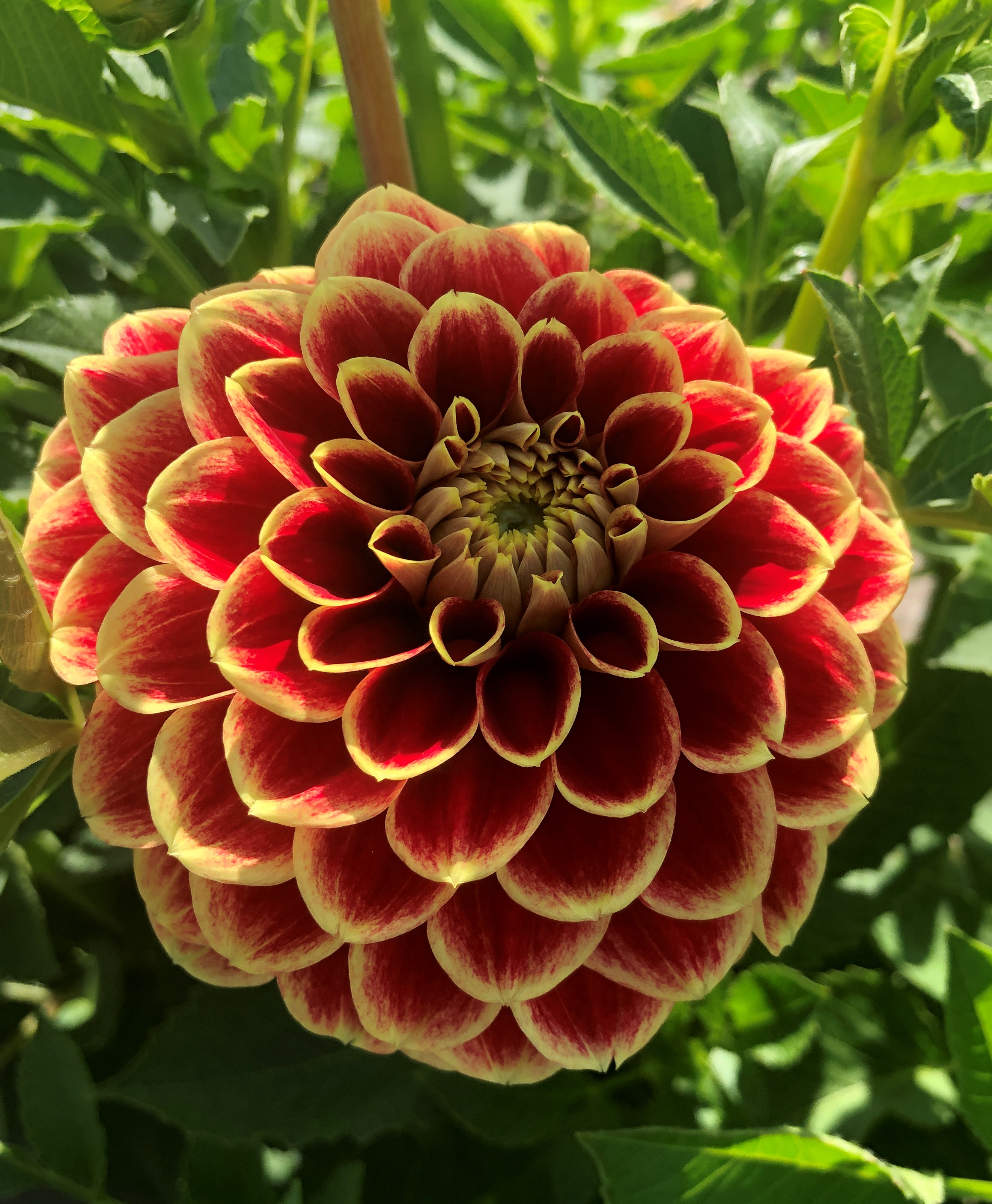 Dahlia Jowey Hubert "Boll"  