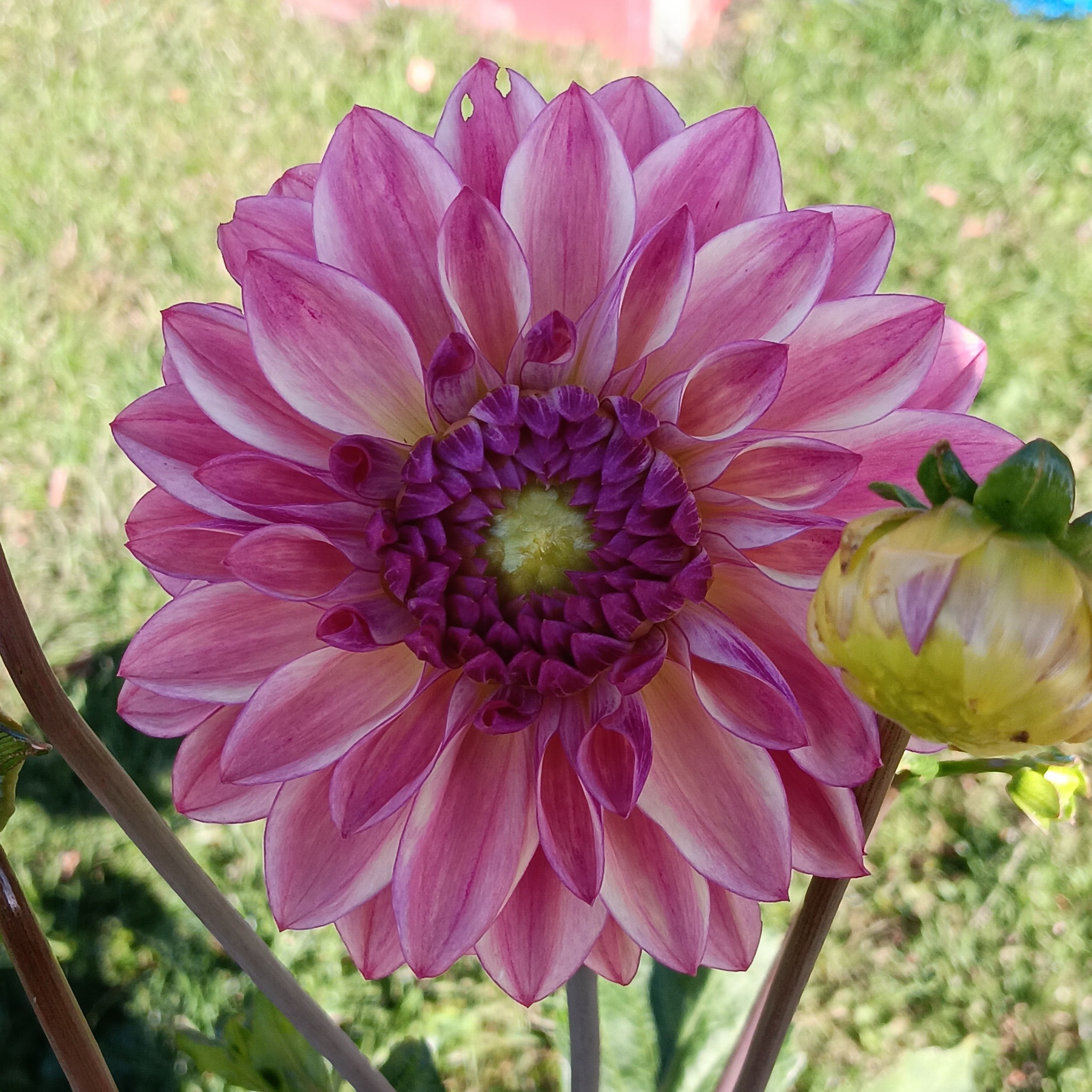 Dahlia knöl Hapet Daydream Nyhet 2026!