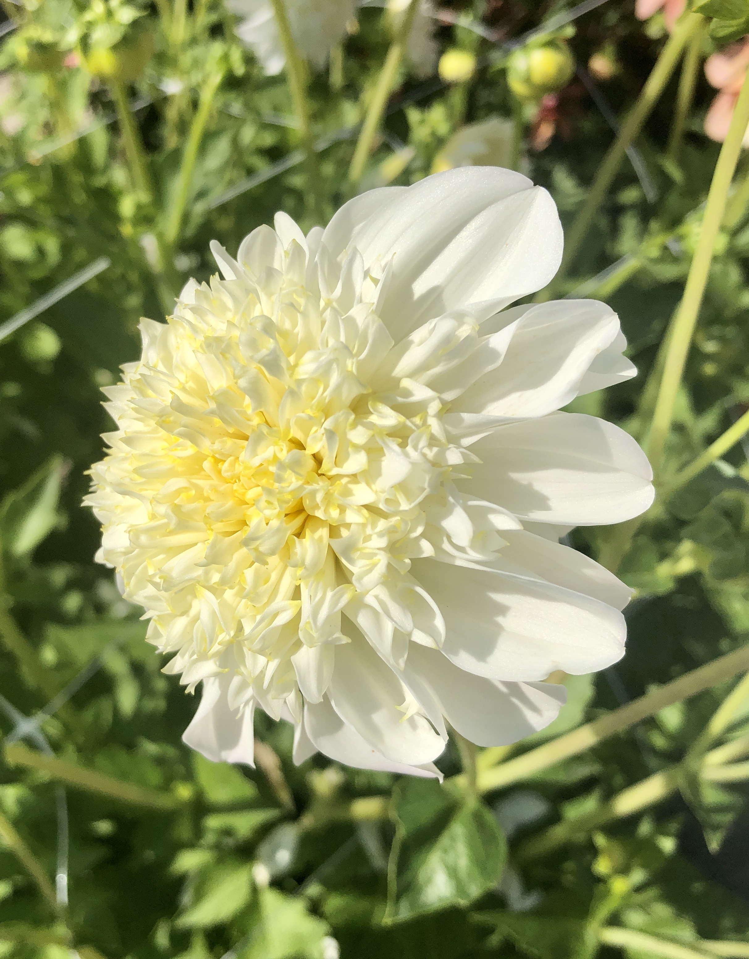 Dahlia Zarah "Anemonblommande" 