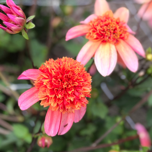Dahlia knöl Totally Tangerine   Anemonblommande 