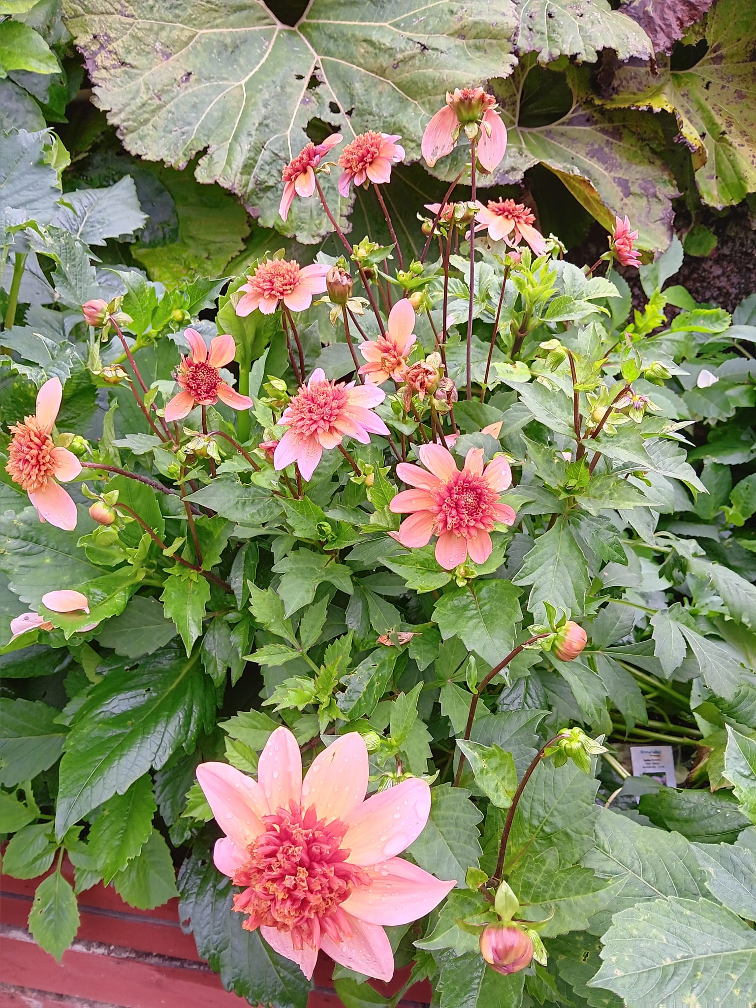 Dahlia knöl Totally Tangerine   Anemonblommande  - 3