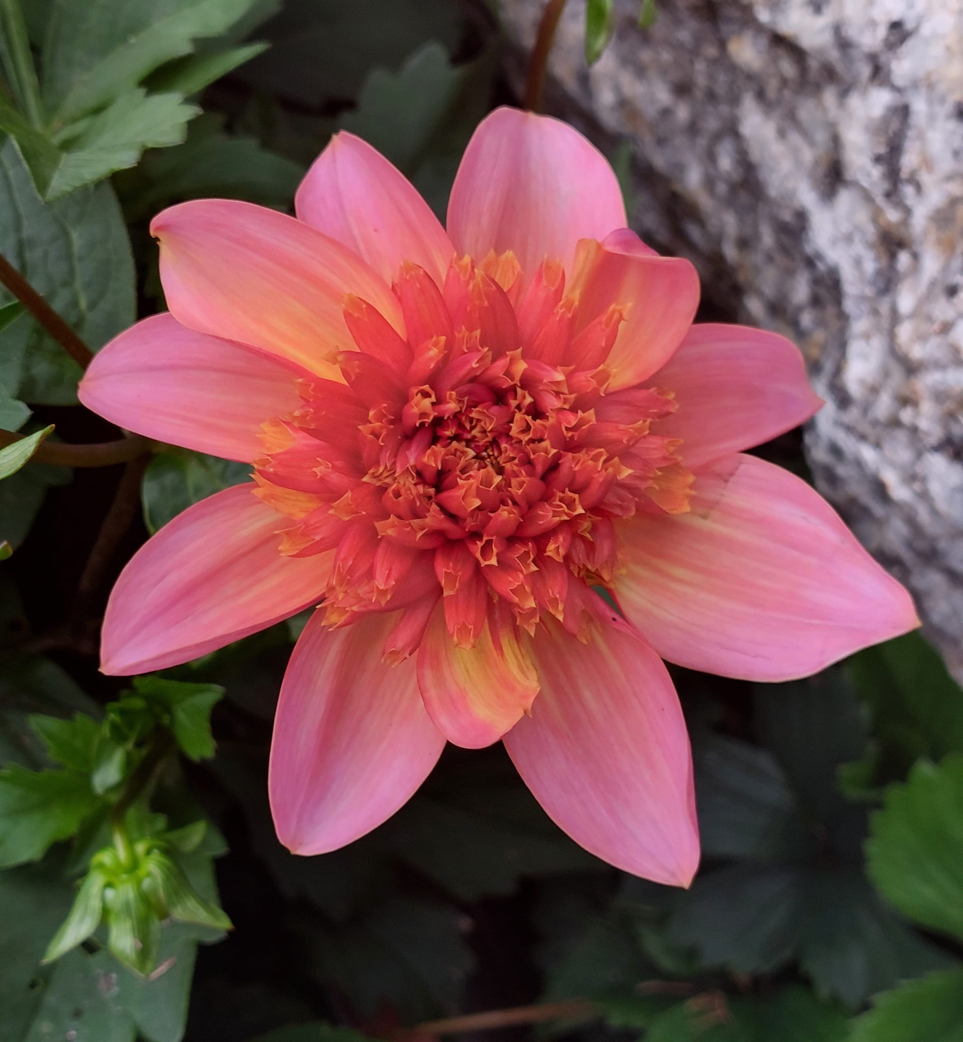 Dahlia knöl Totally Tangerine   Anemonblommande  - 2