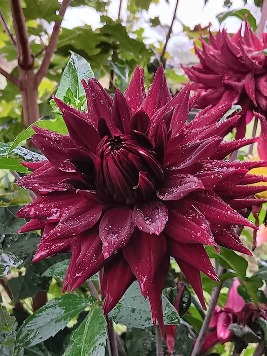 Dahlia Chicken Legs Hapet Merlot "Jätte Halvkaktus "  Odlad i Sverige! - 2