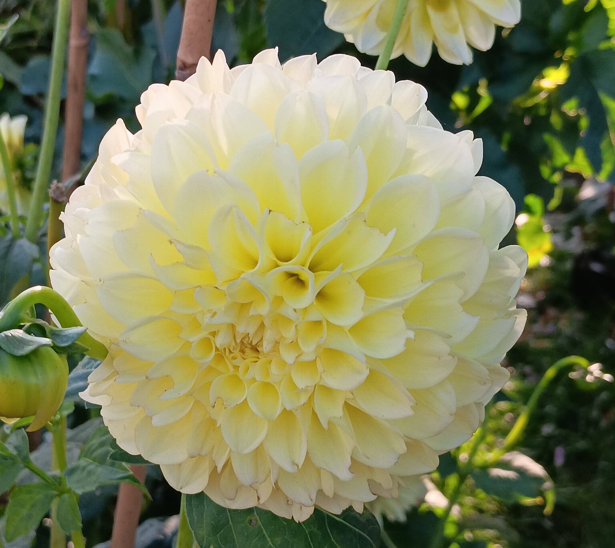 Dahlia knöl Banana Baby  Boll  - 3
