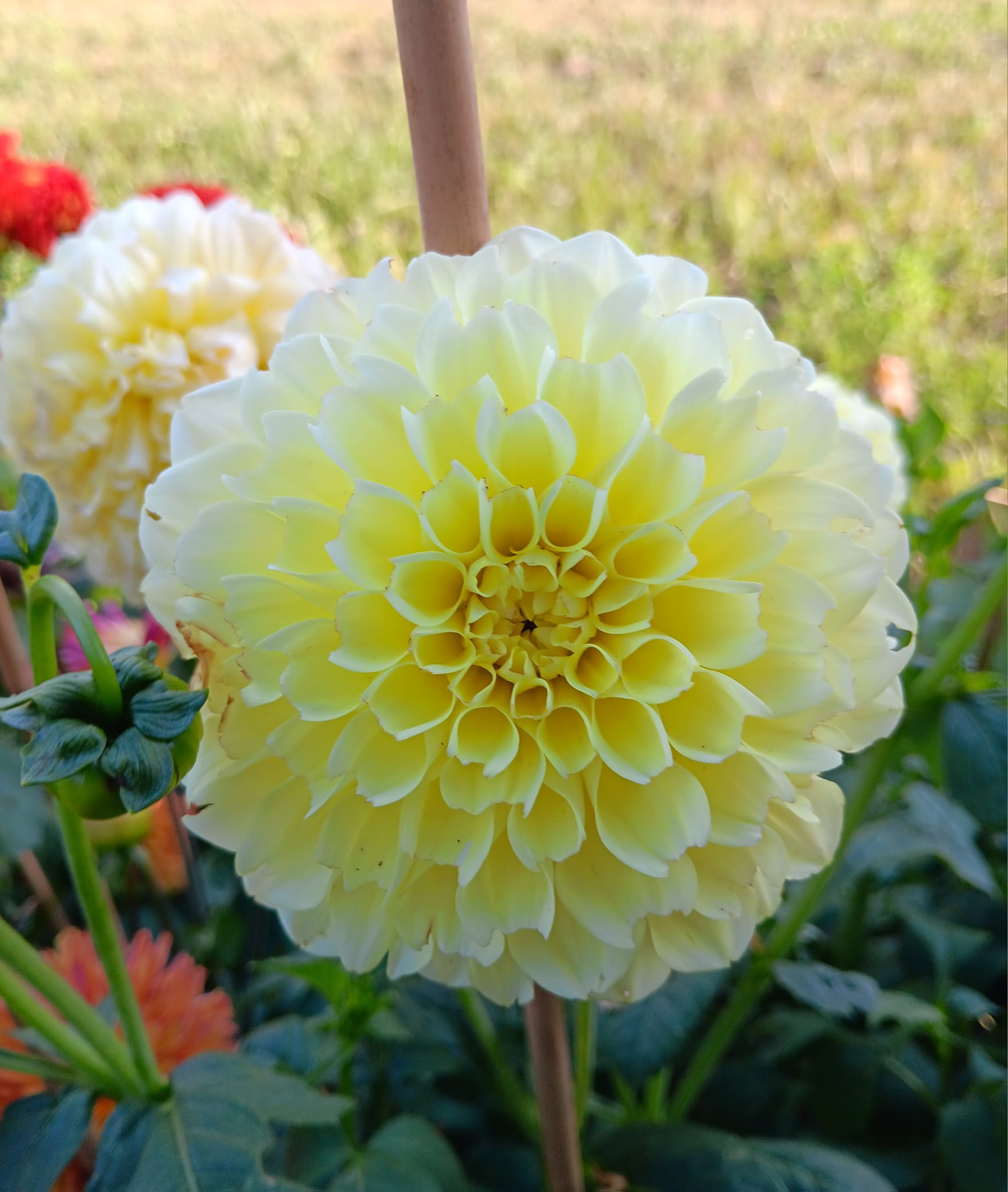 Dahlia knöl Banana Baby  Boll  - 2