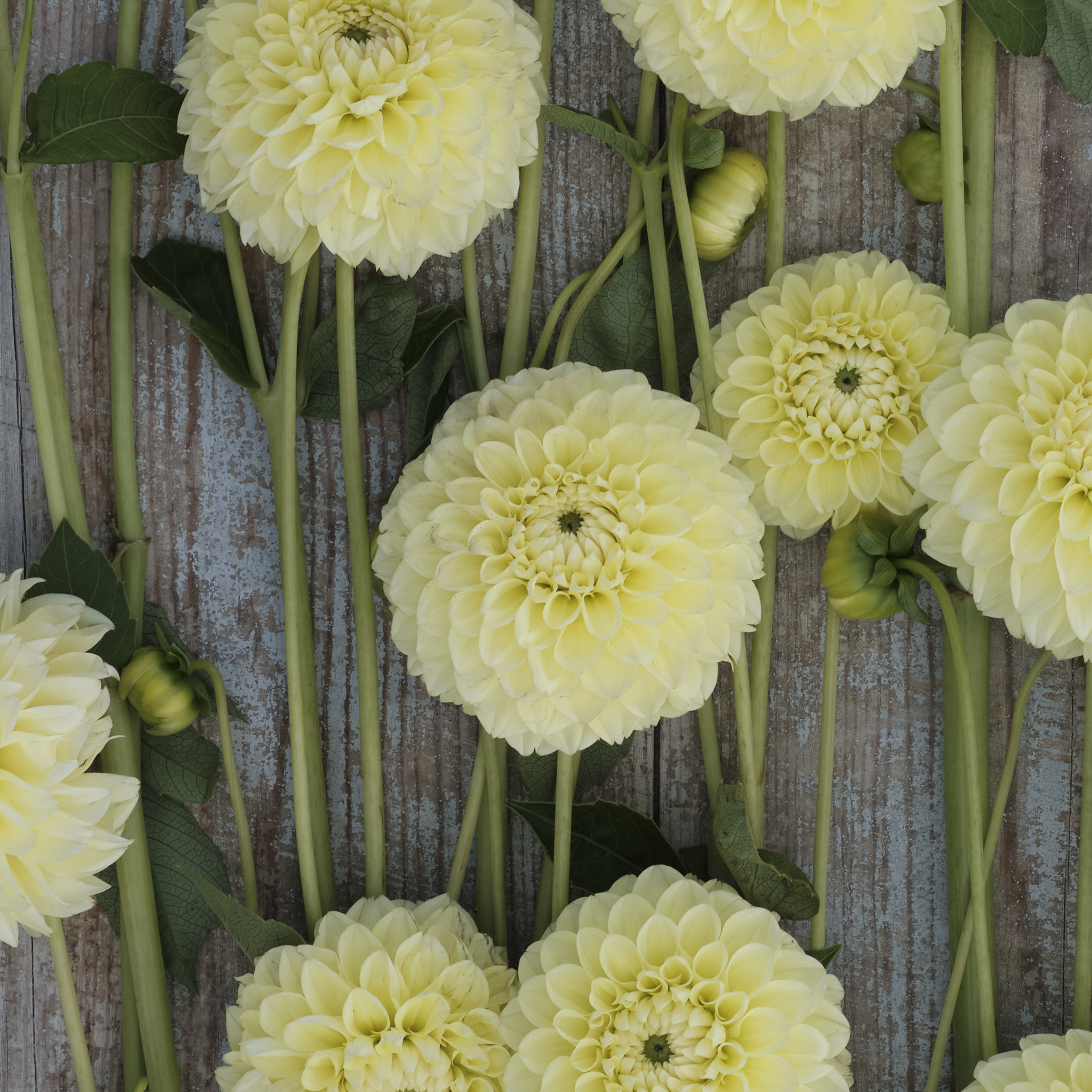 Dahlia knöl Banana Baby  Boll 