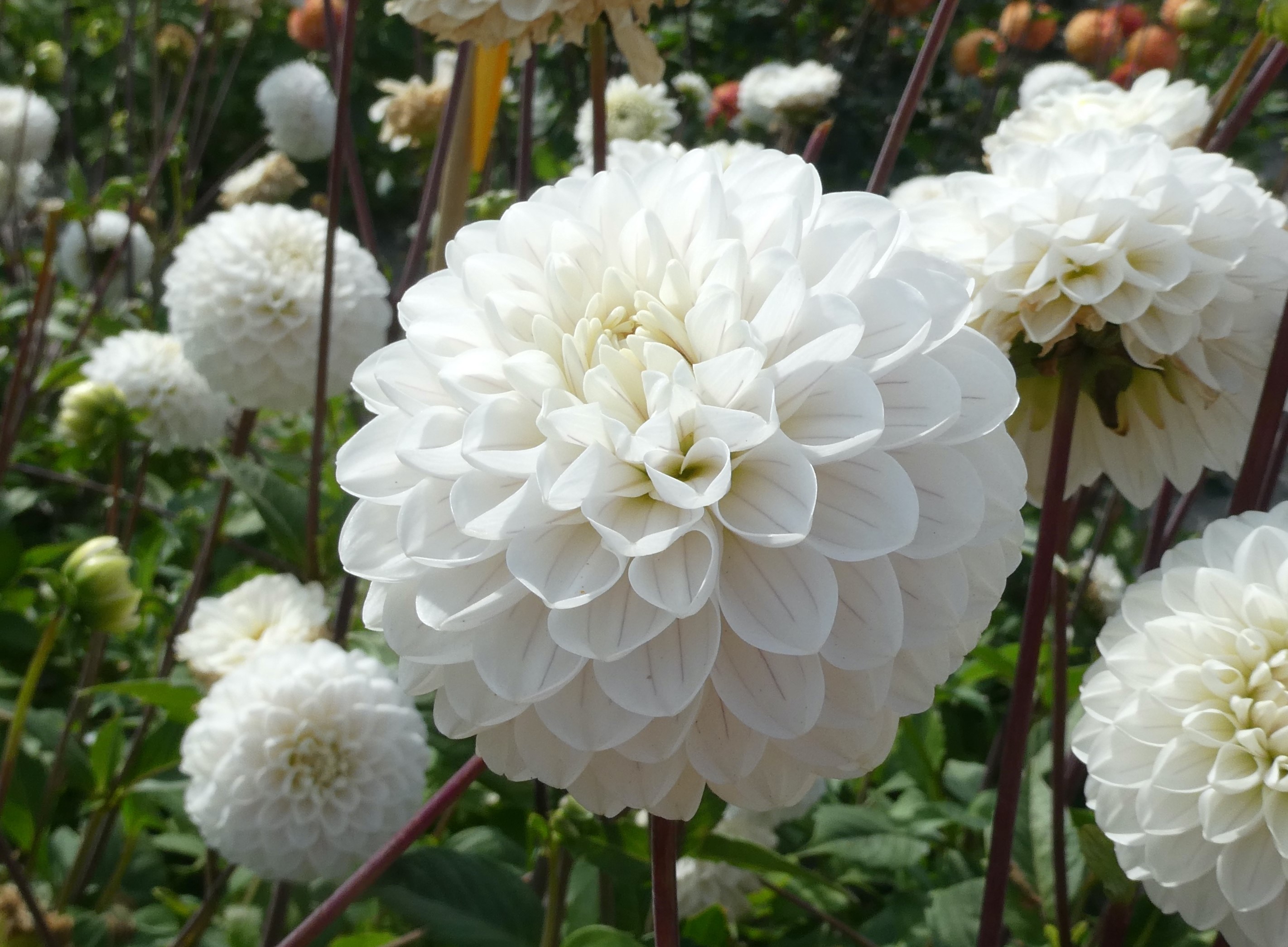 Dahlia knöl Bazuin Snow Owl  Boll 