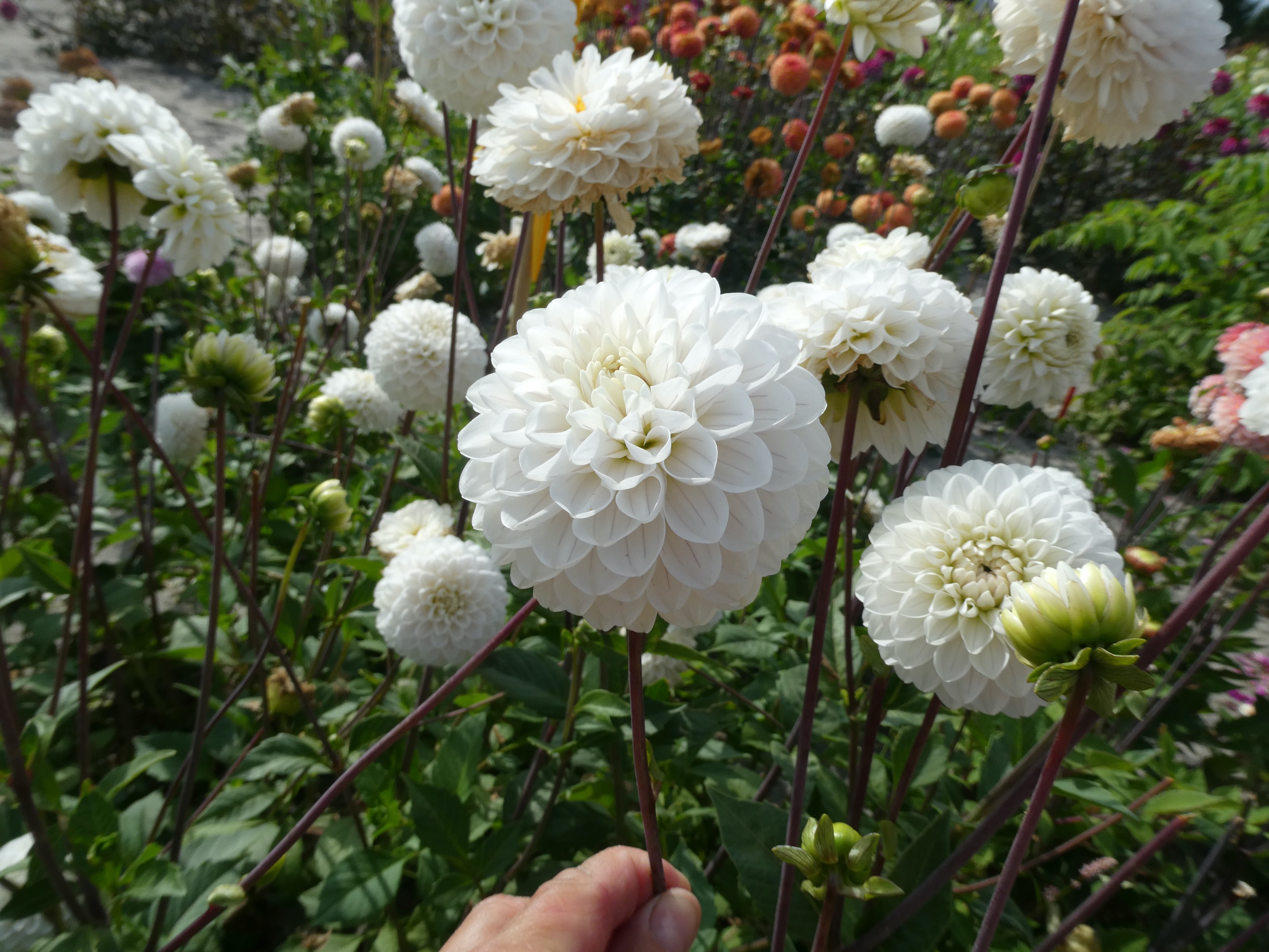 Dahlia knöl Bazuin Snow Owl  Boll  - 2