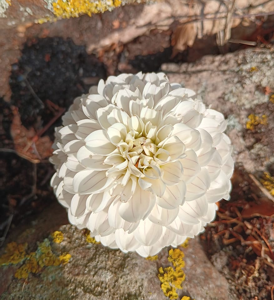 Dahlia knöl Bazuin Snow Owl  Boll  - 5