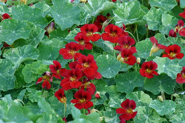Krasse Troika Red ca 25 frö