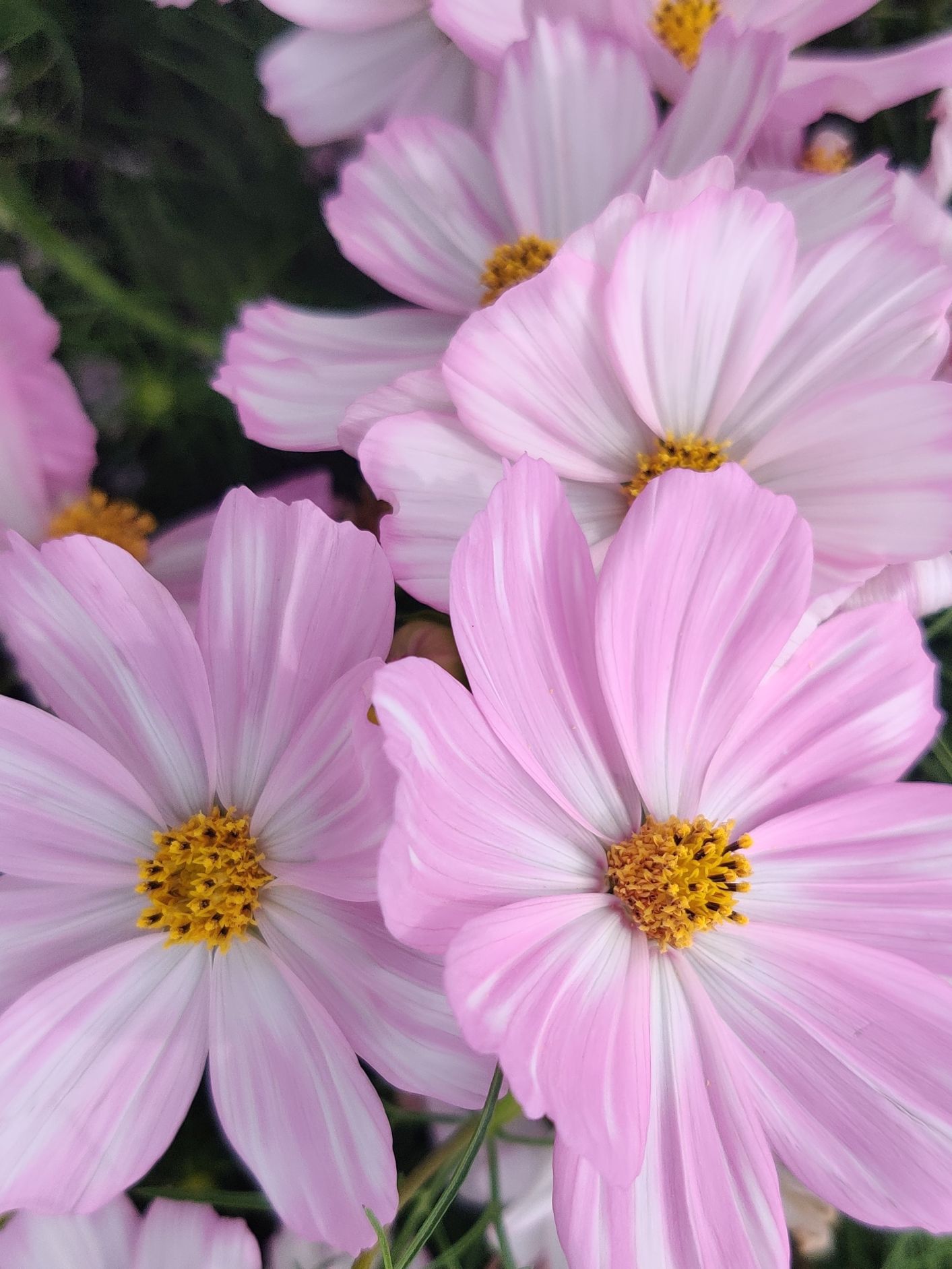 Rosenskära Cosimo Pink White  30 frö  