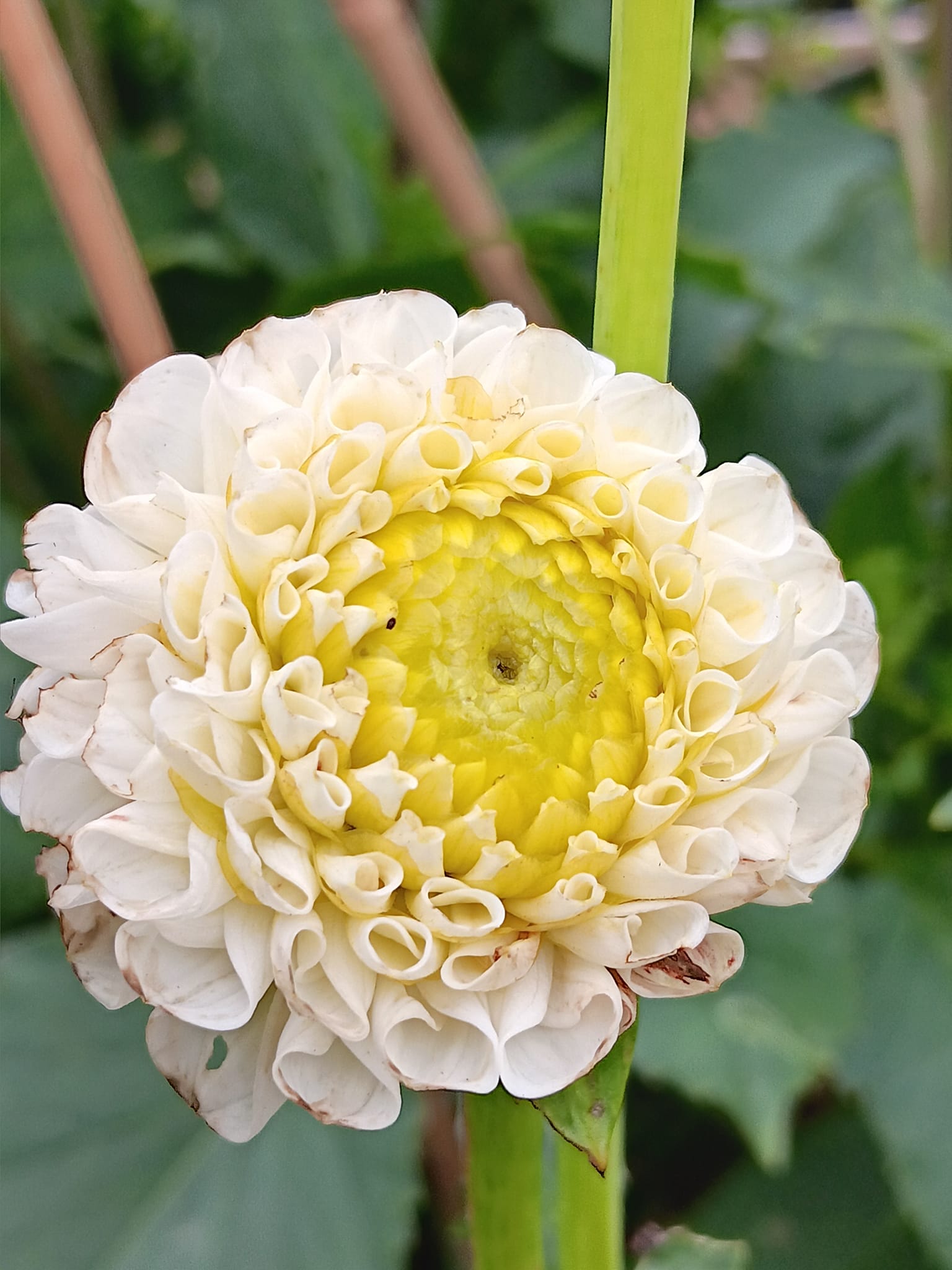 Dahlia Rotad Stickling Hapet Diamant Pompon  - 3