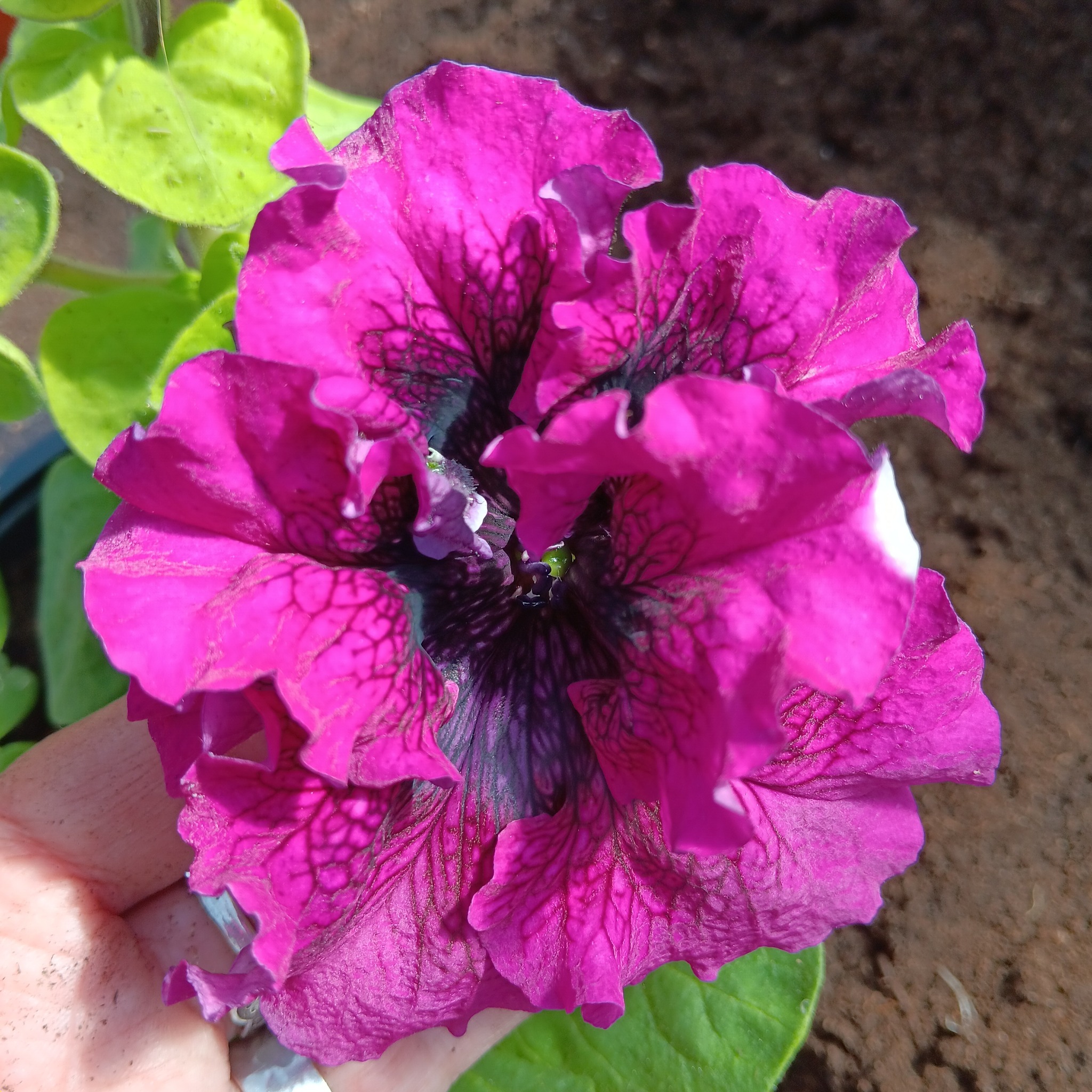 Petunia   Wine Red  25  Pellets (buskig), inkommande - 2
