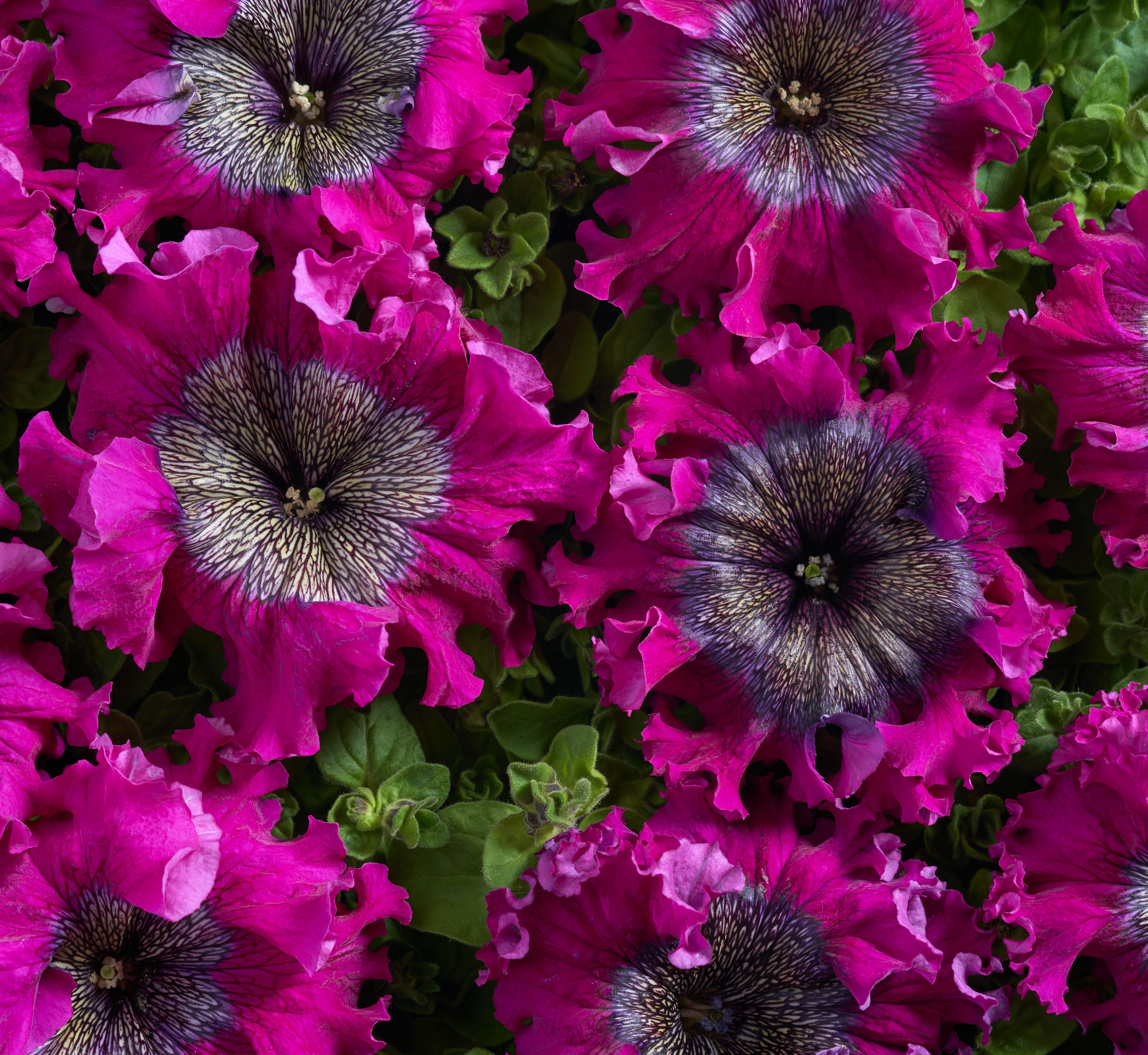 Petunia   Wine Red  25  Pellets (buskig), inkommande