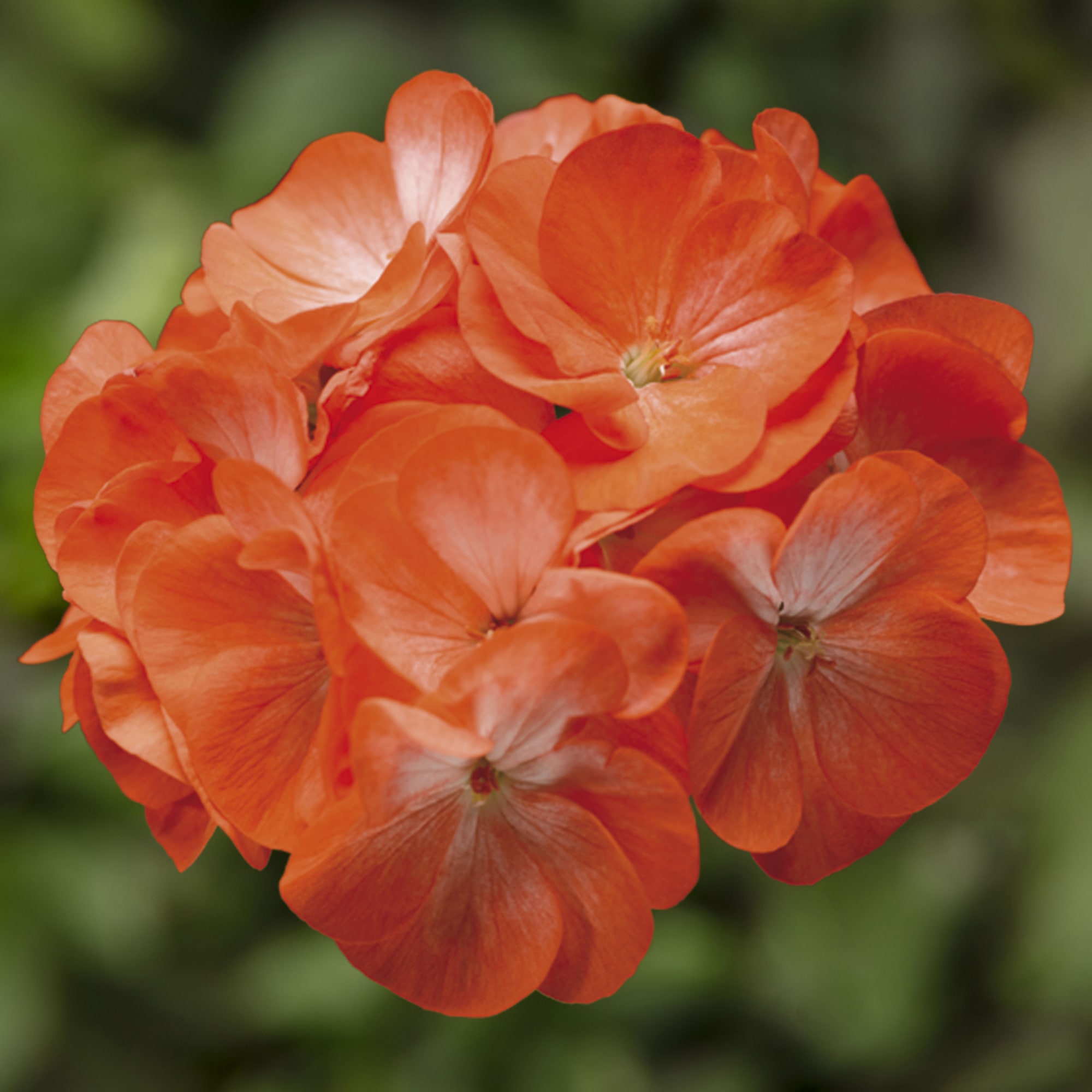 Pelargon "Pinto Premium Orange Bicolor" F1 5 frö