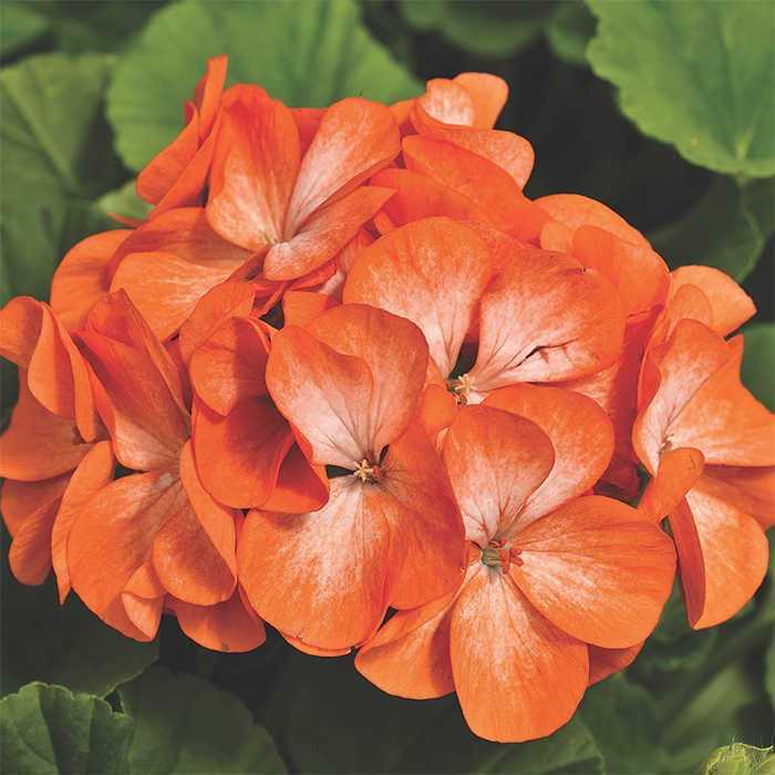 Pelargon "Pinto Premium Orange Bicolor" F1 5 frö - 2