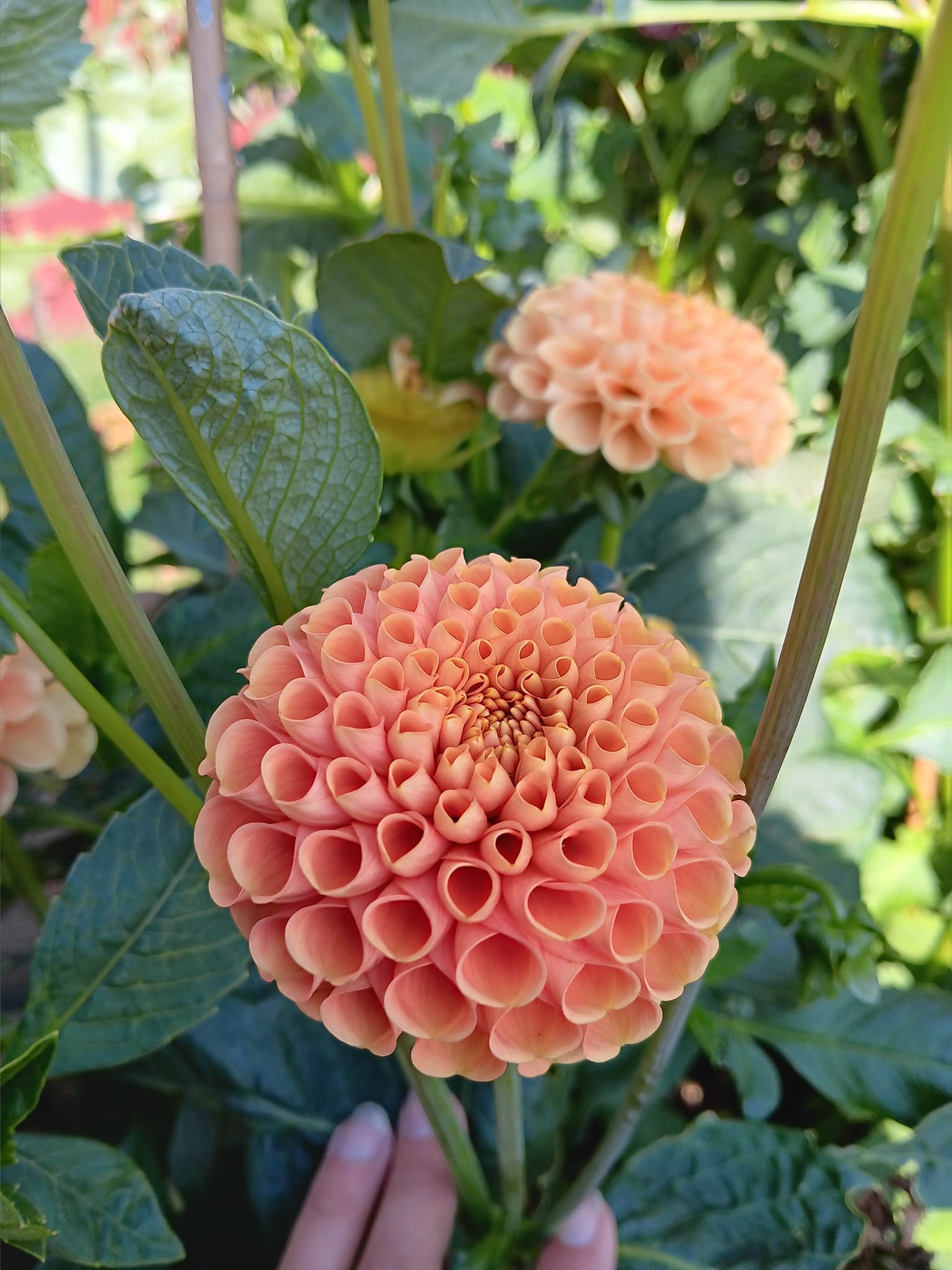 Dahlia   ChickenlegsHapet Goldnugget"Pompon"   - 3
