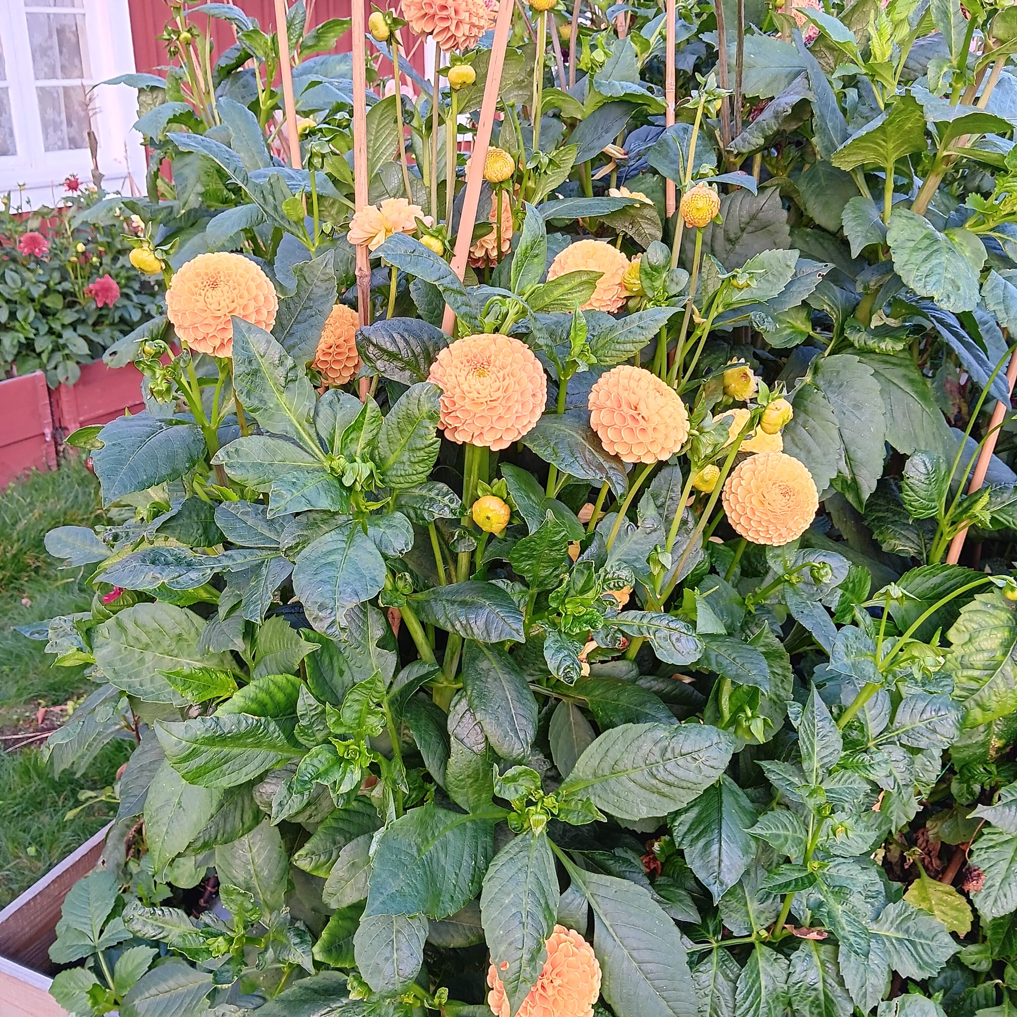 Dahlia   ChickenlegsHapet Goldnugget"Pompon"   - 4