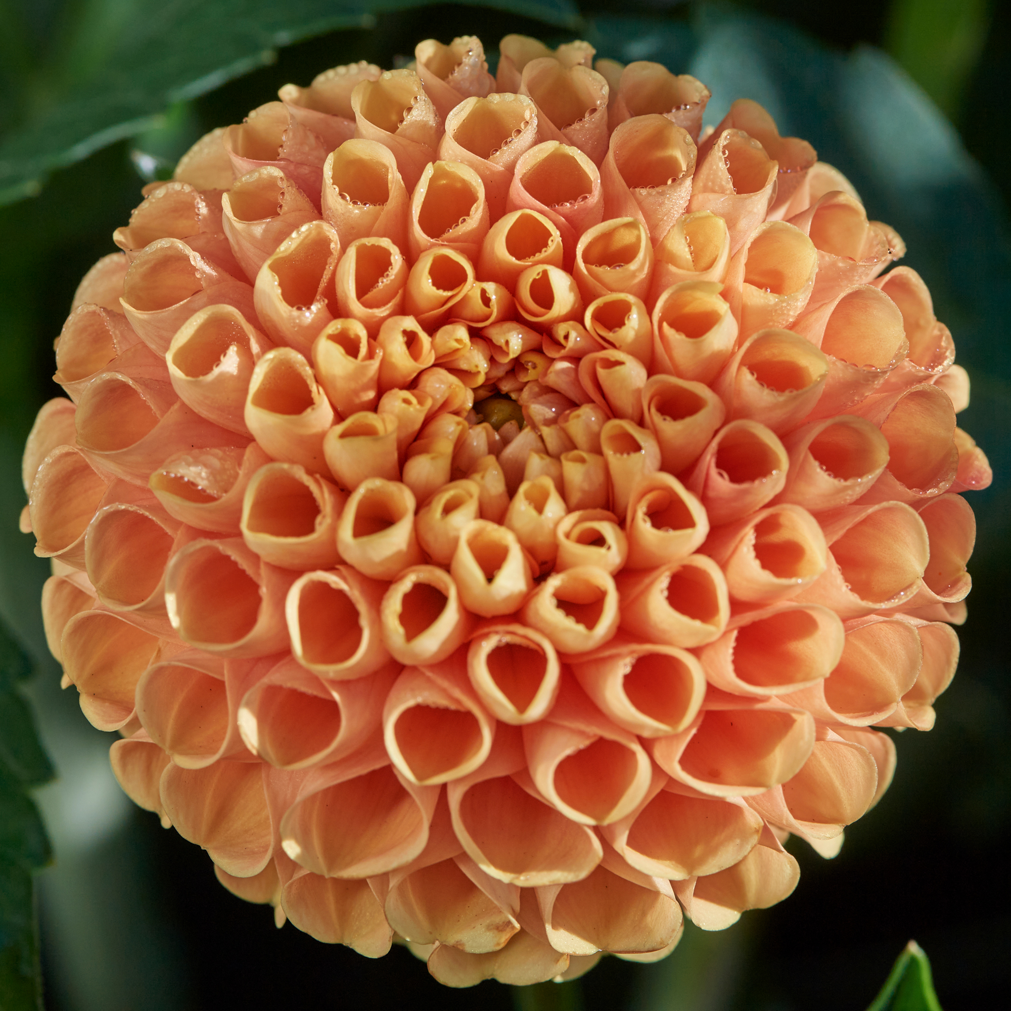 Dahlia   ChickenlegsHapet Goldnugget"Pompon"  