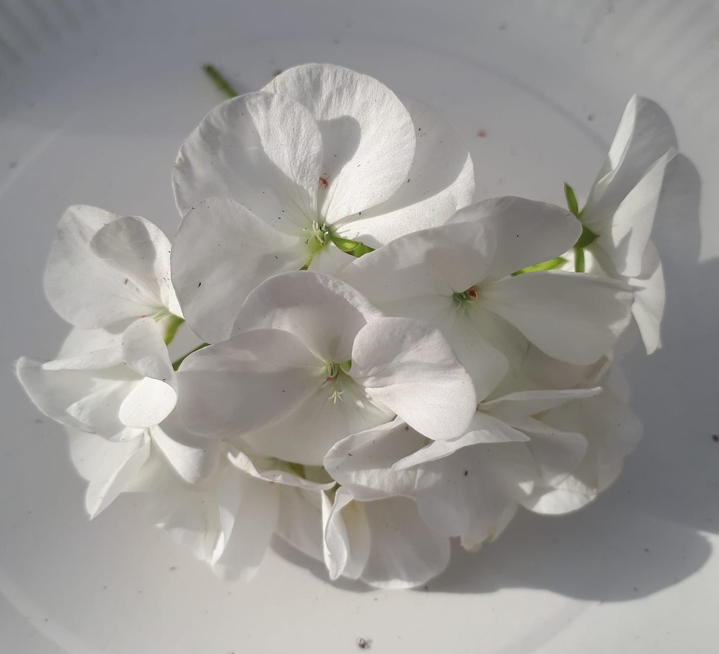 Pelargon "Pinto Premium White" F1 5 frö