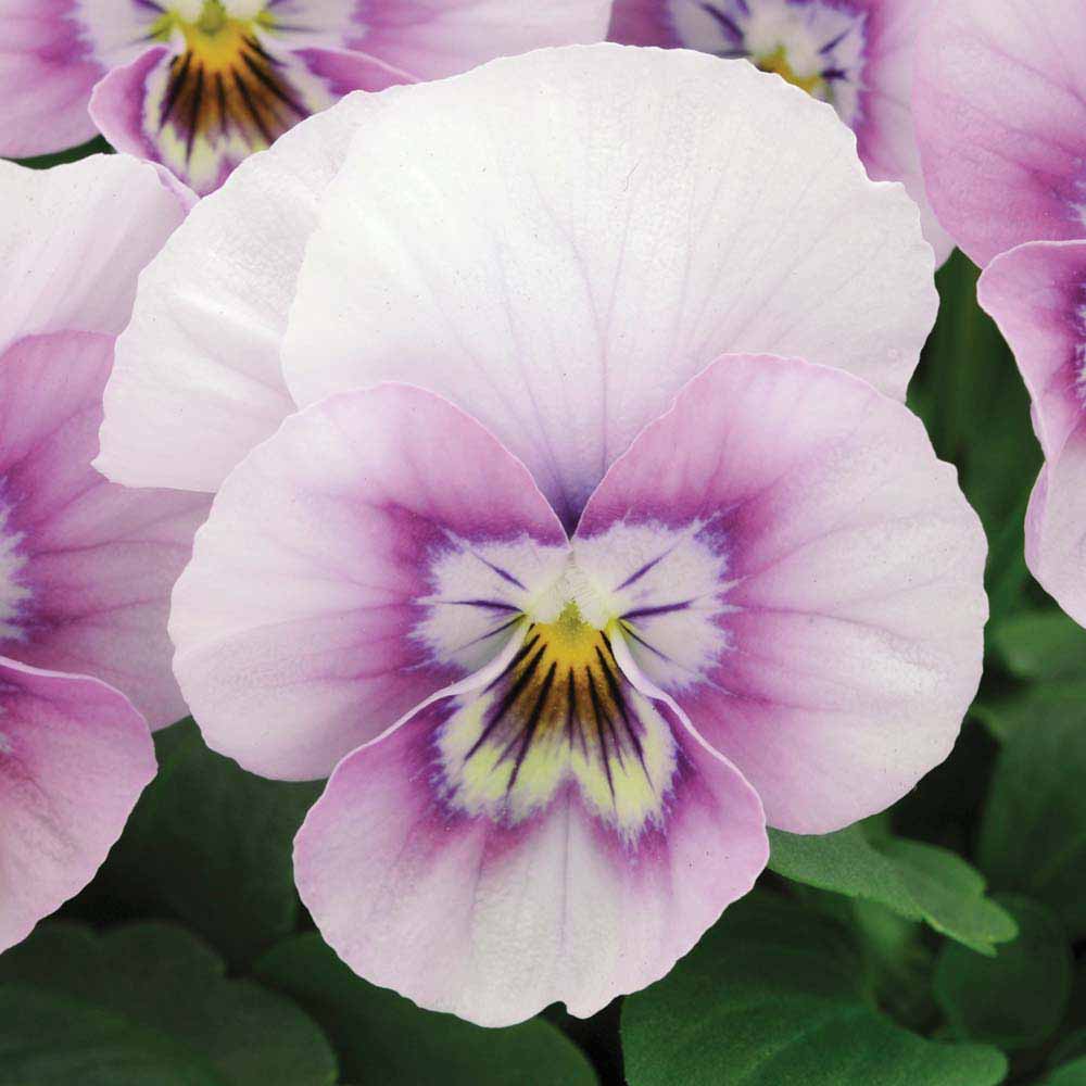 Pense/Viola "Sorbet XP Pink Halo" 8 frö