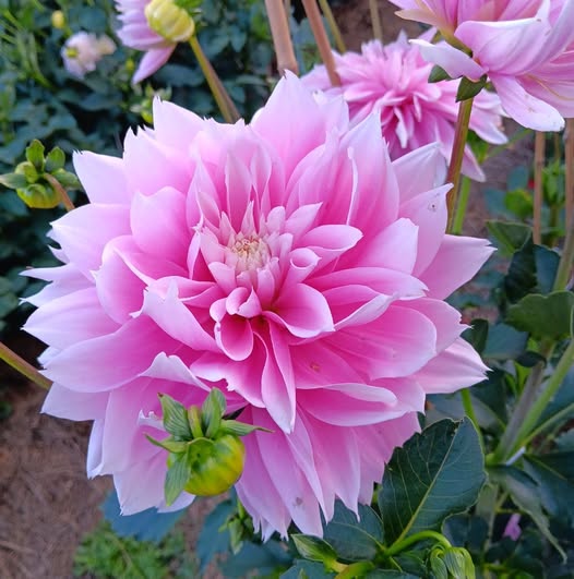 Dahlia knöl Evanah  "Dekorativ mediumblommande  x - 3