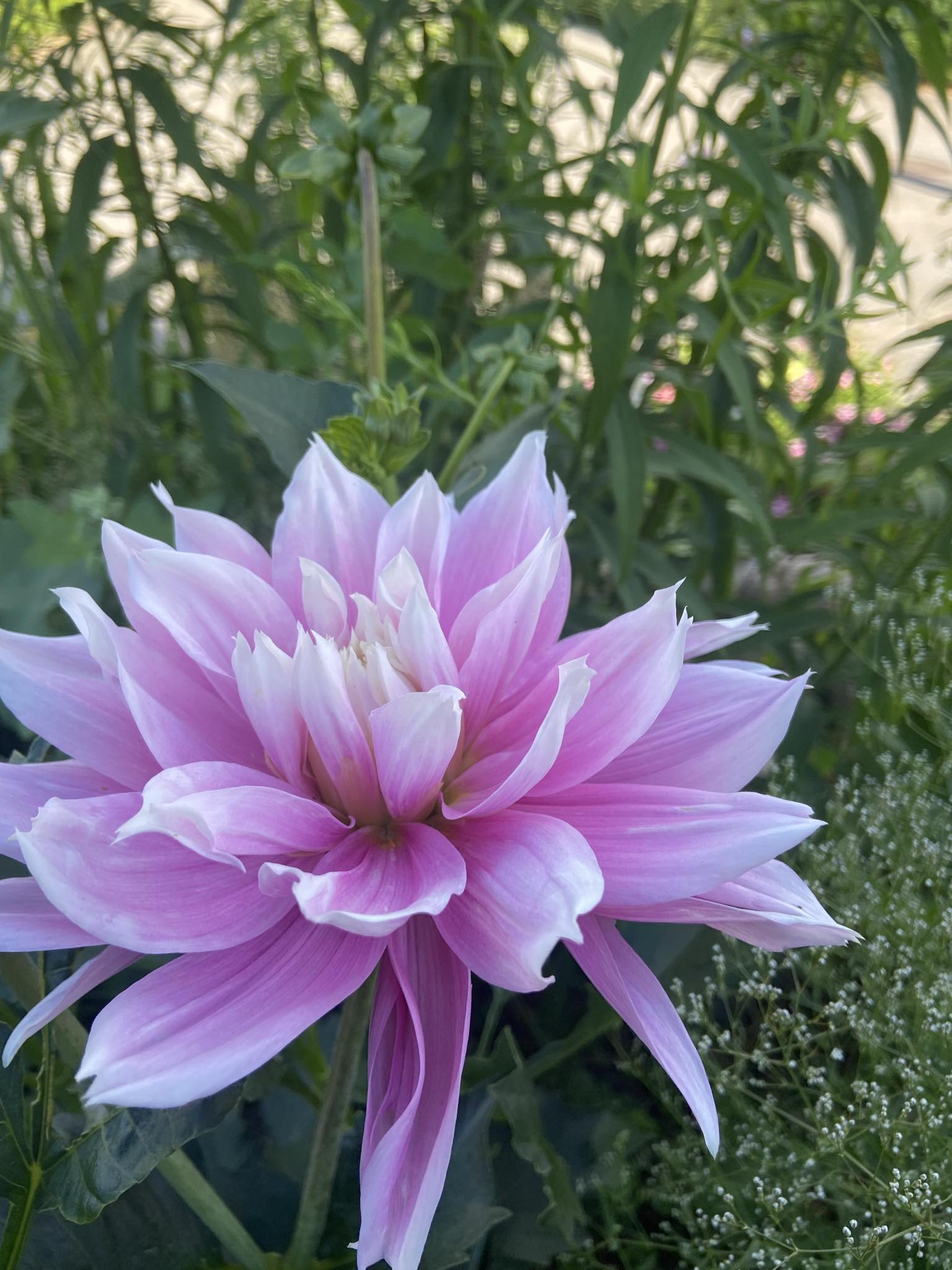 Dahlia knöl Evanah  "Dekorativ mediumblommande  x - 2